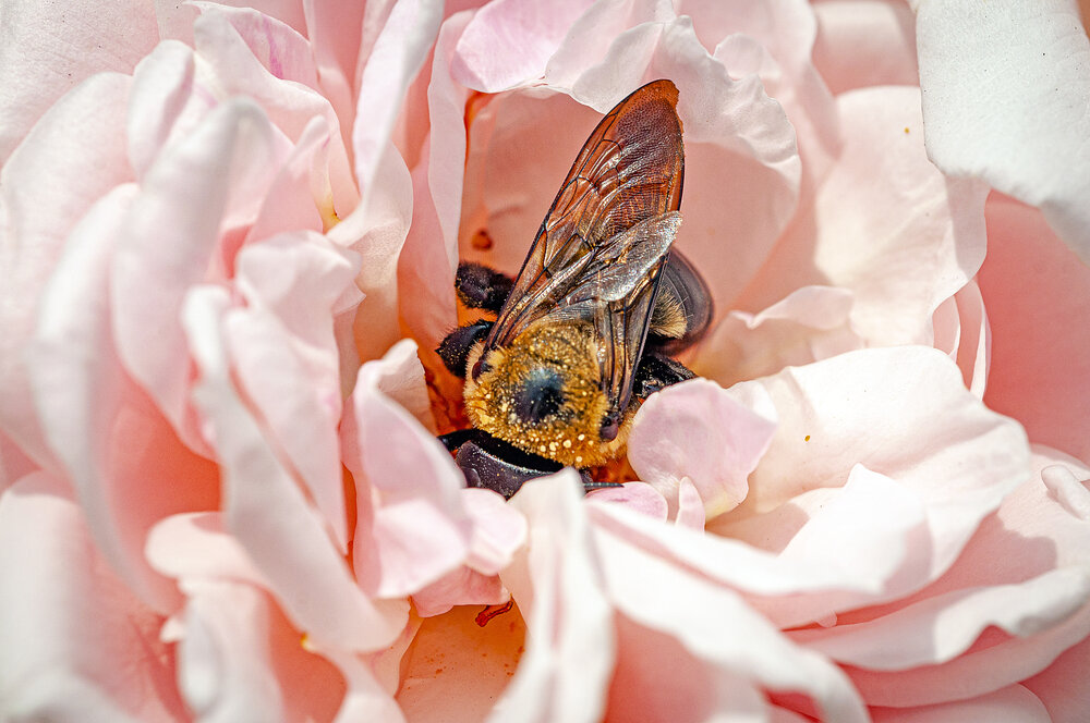 Bumblebee pollinator / Unsplash