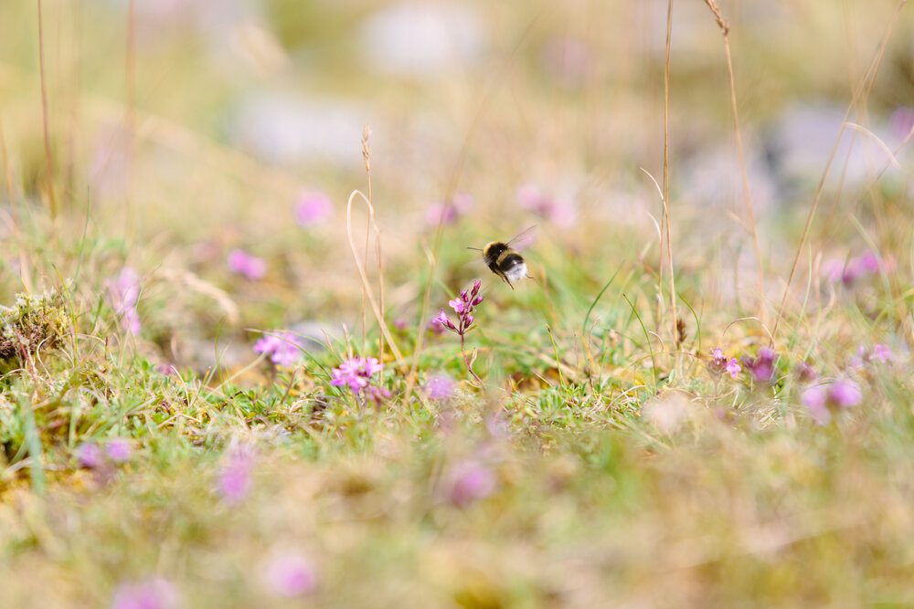 Bumblebee pollinator / Unsplash