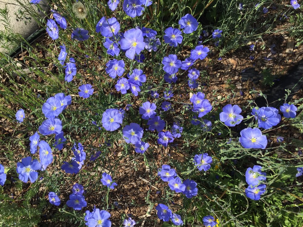 Blue flax, Linum lewisii, May 2016, Boulder, CO / Sharon Collinge