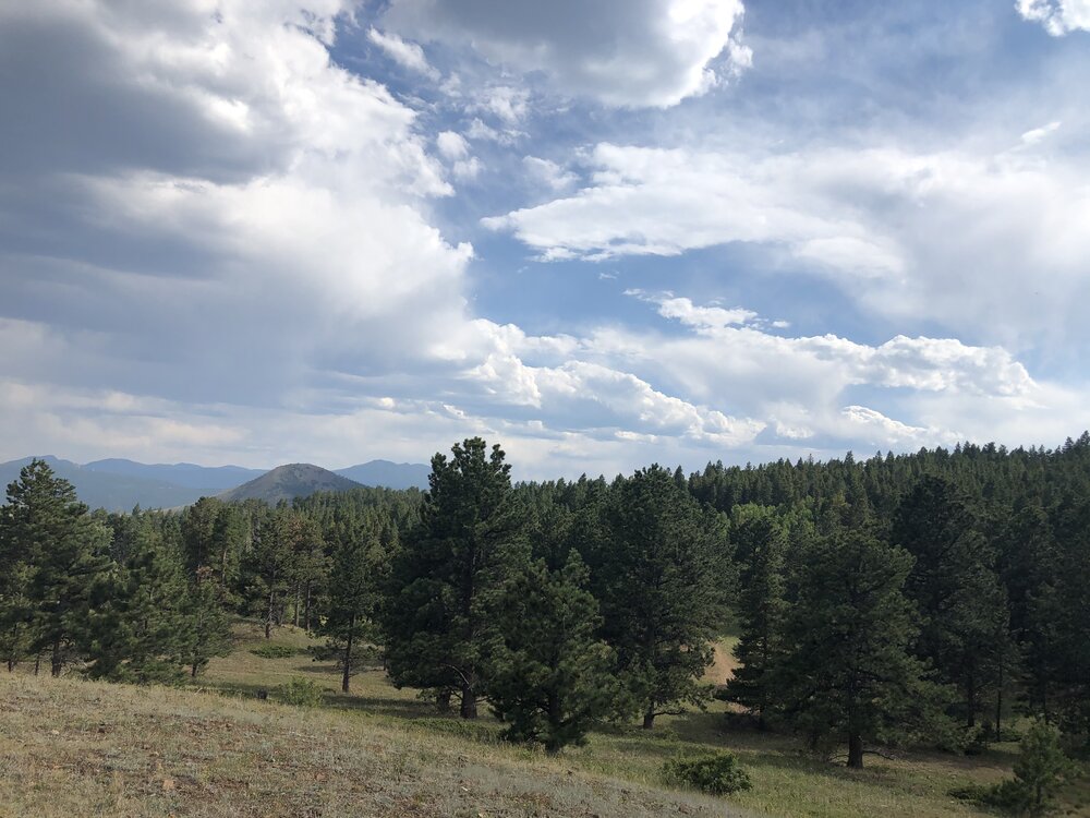 Ponderosa pine forest in western Boulder County, August 2020 / Sharon Collinge