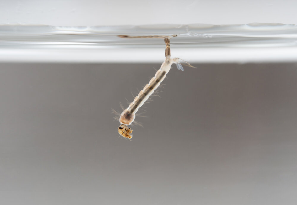 Mosquito larvae / Freepik