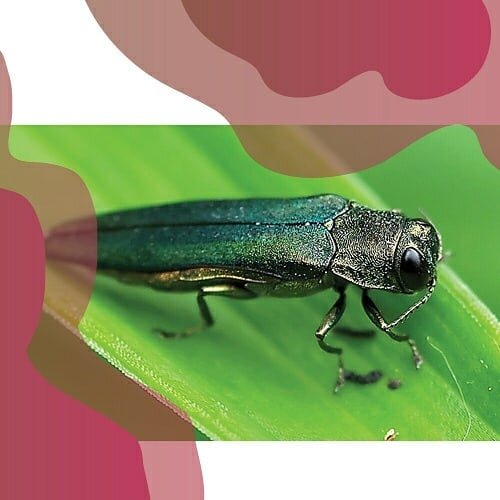 The Emerald Ash Borer (Agrilus planipennis) is an iridescent green beetle, native to Asia, that has made its way to the United States, most likely through the transport of wood-based shipping materials. The Emerald Ash Borer (EAB) was first found in 