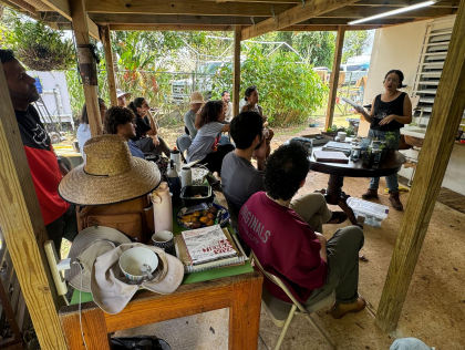 Indigo as Soil Remediation and Natural Dye in Puerto Rico 
