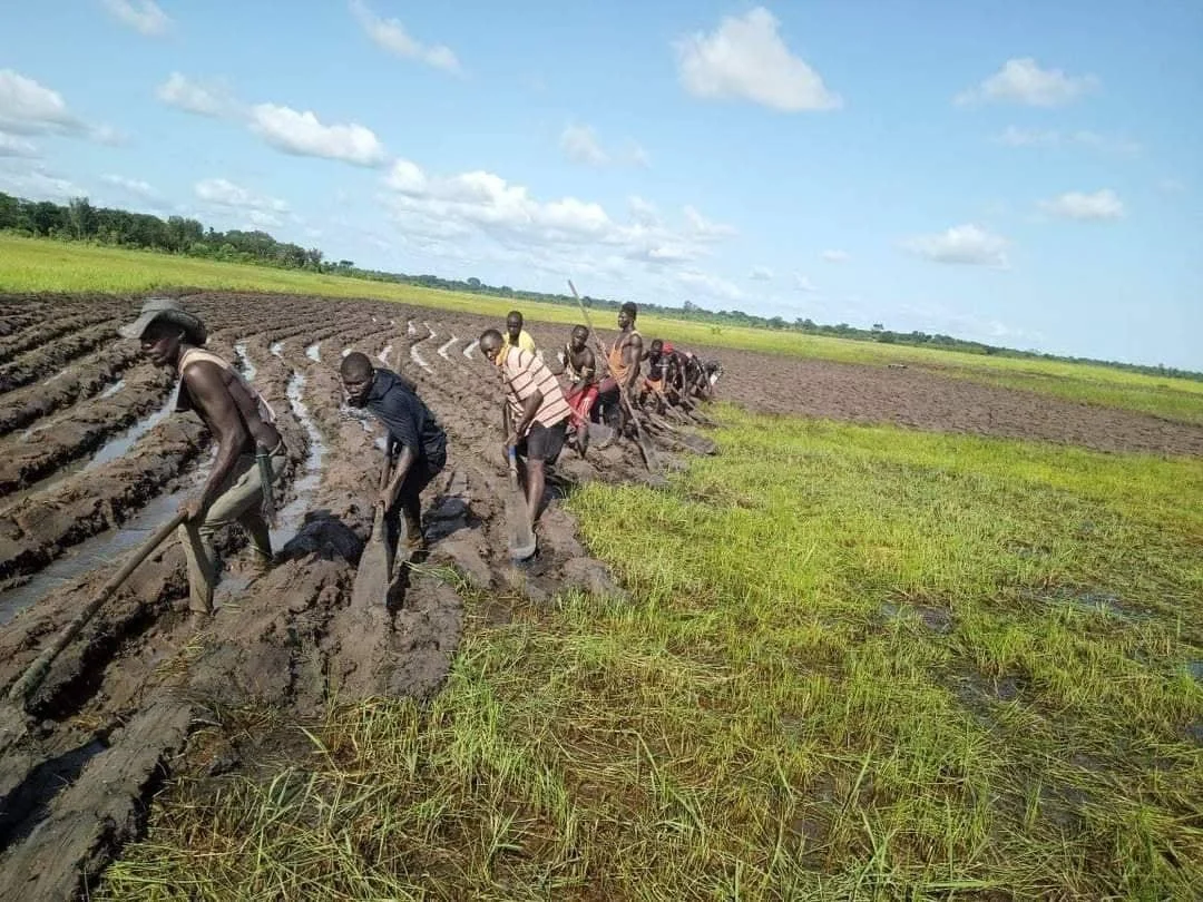 #SAVESOIL GUINEA BISSAU: REVIEW OF THE NATIONAL AGRICULTURAL INVESTMENT PLAN (NAIP) AND THE IMPENDING FOOD SECURITY CRISIS