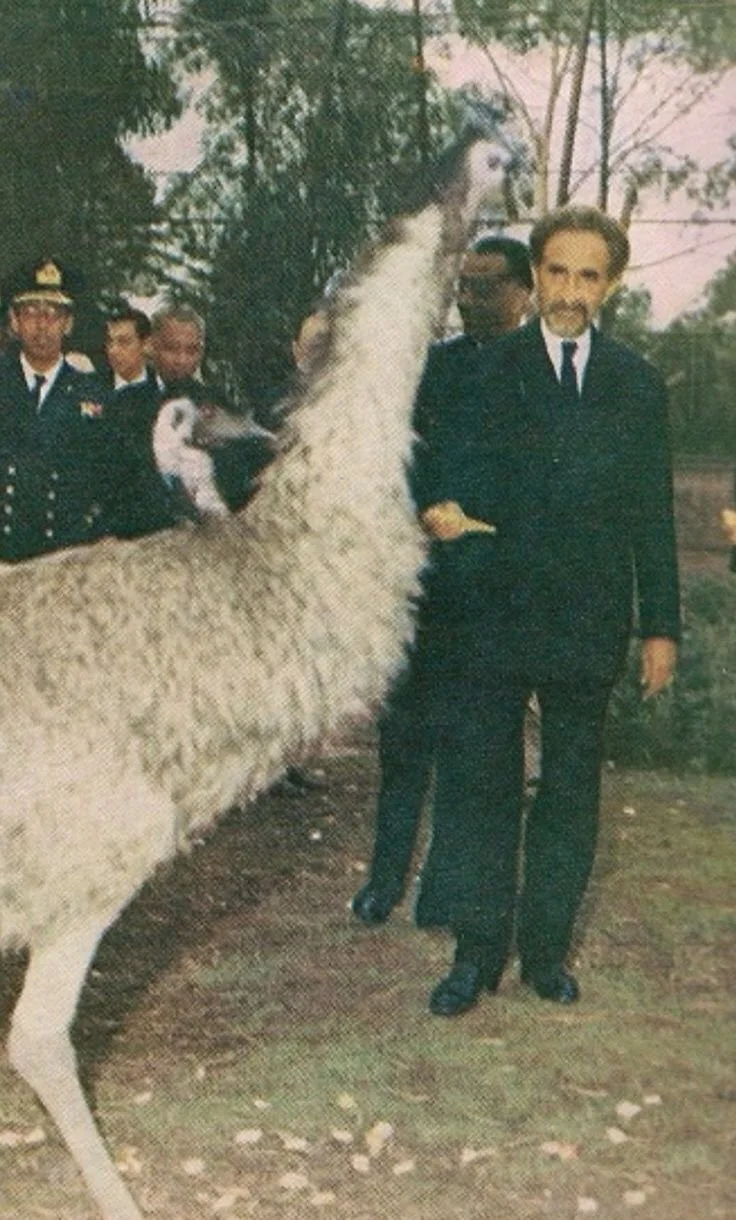 HIM and what kind of animal.jpg