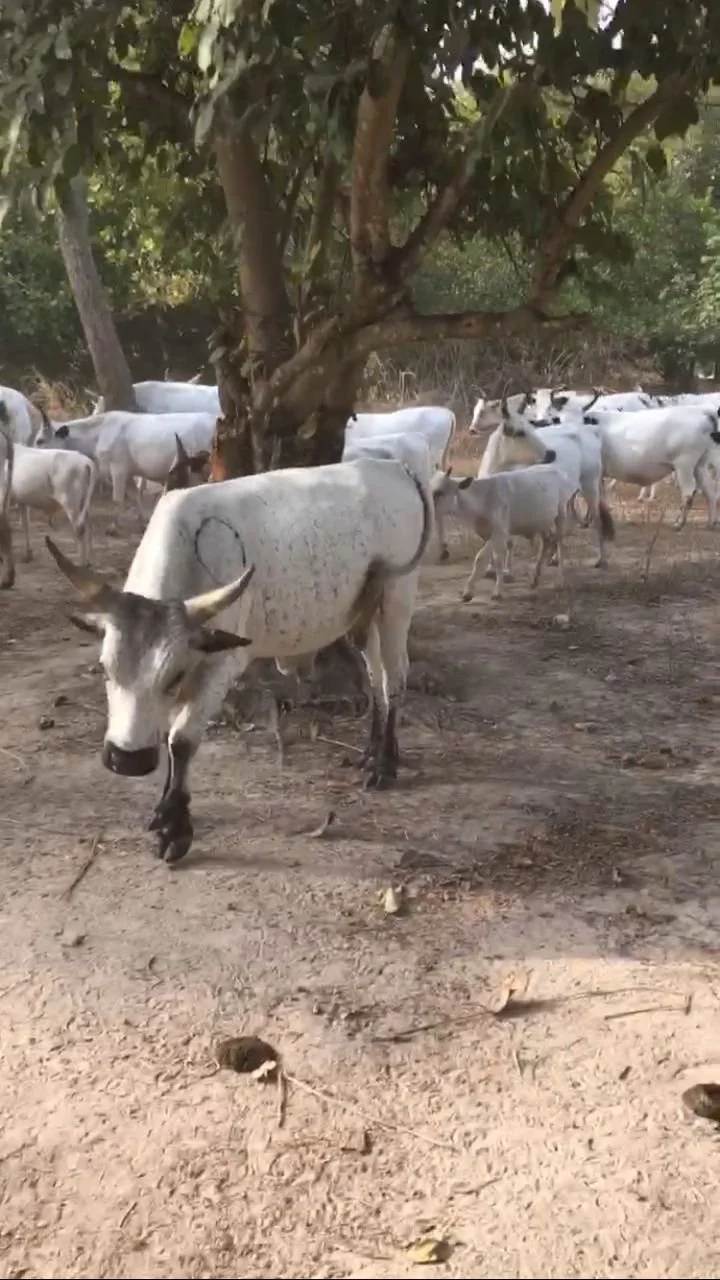 WhatsApp Image 2026-04-10 at 6.44.43 PM.jpeg