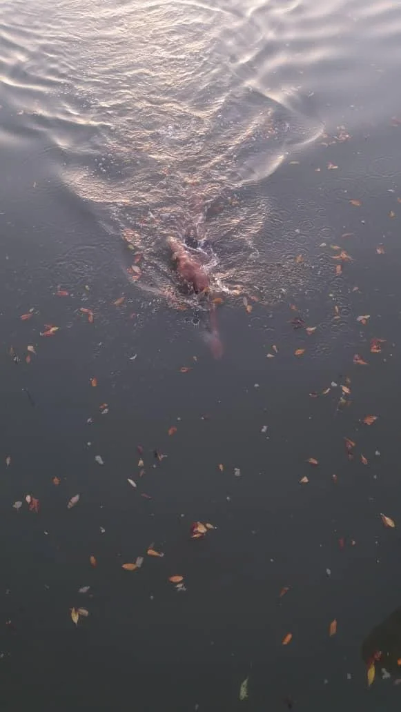 WhatsApp Image 2026-04-10 at 6.10.50 PM.jpeg