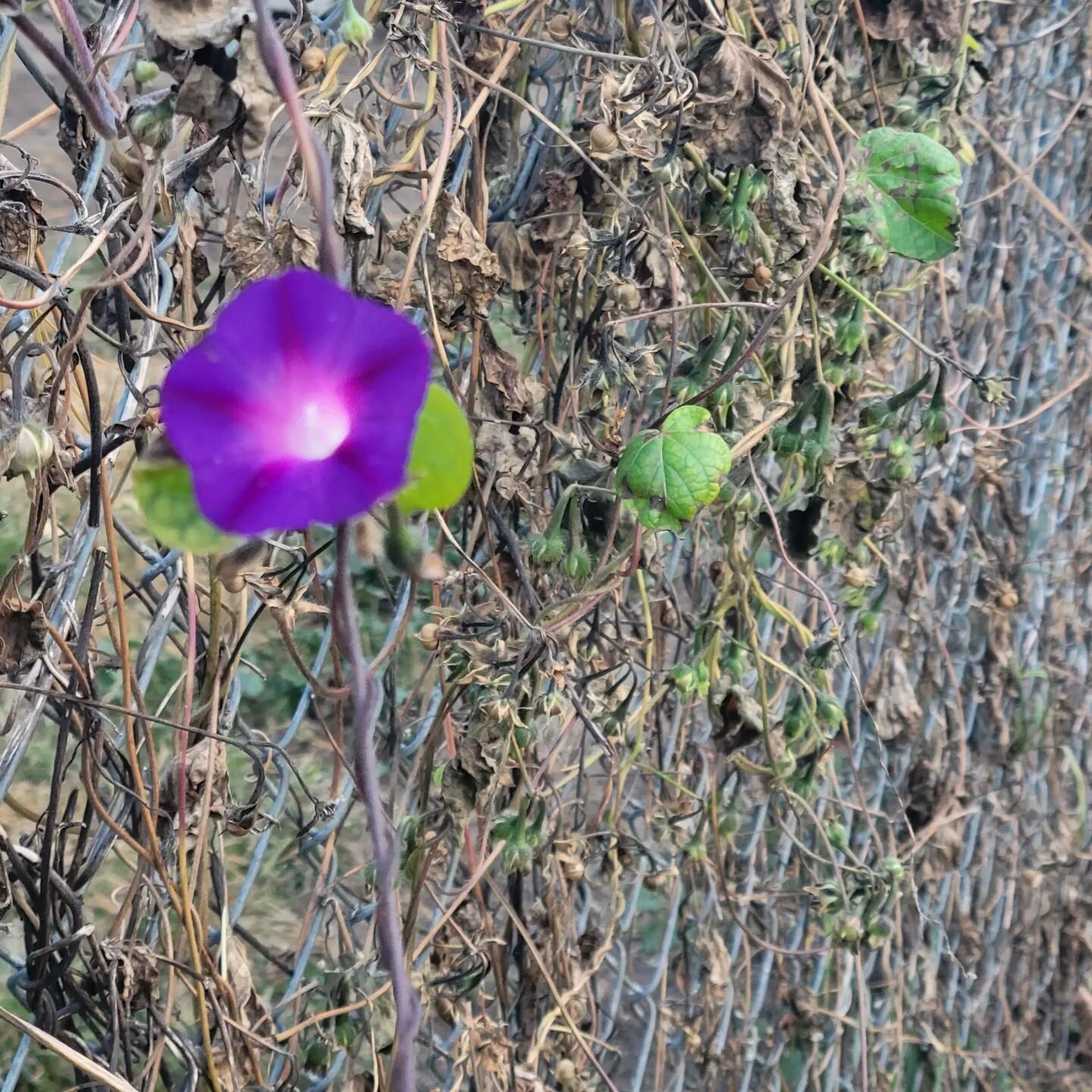 Final blossom of the season