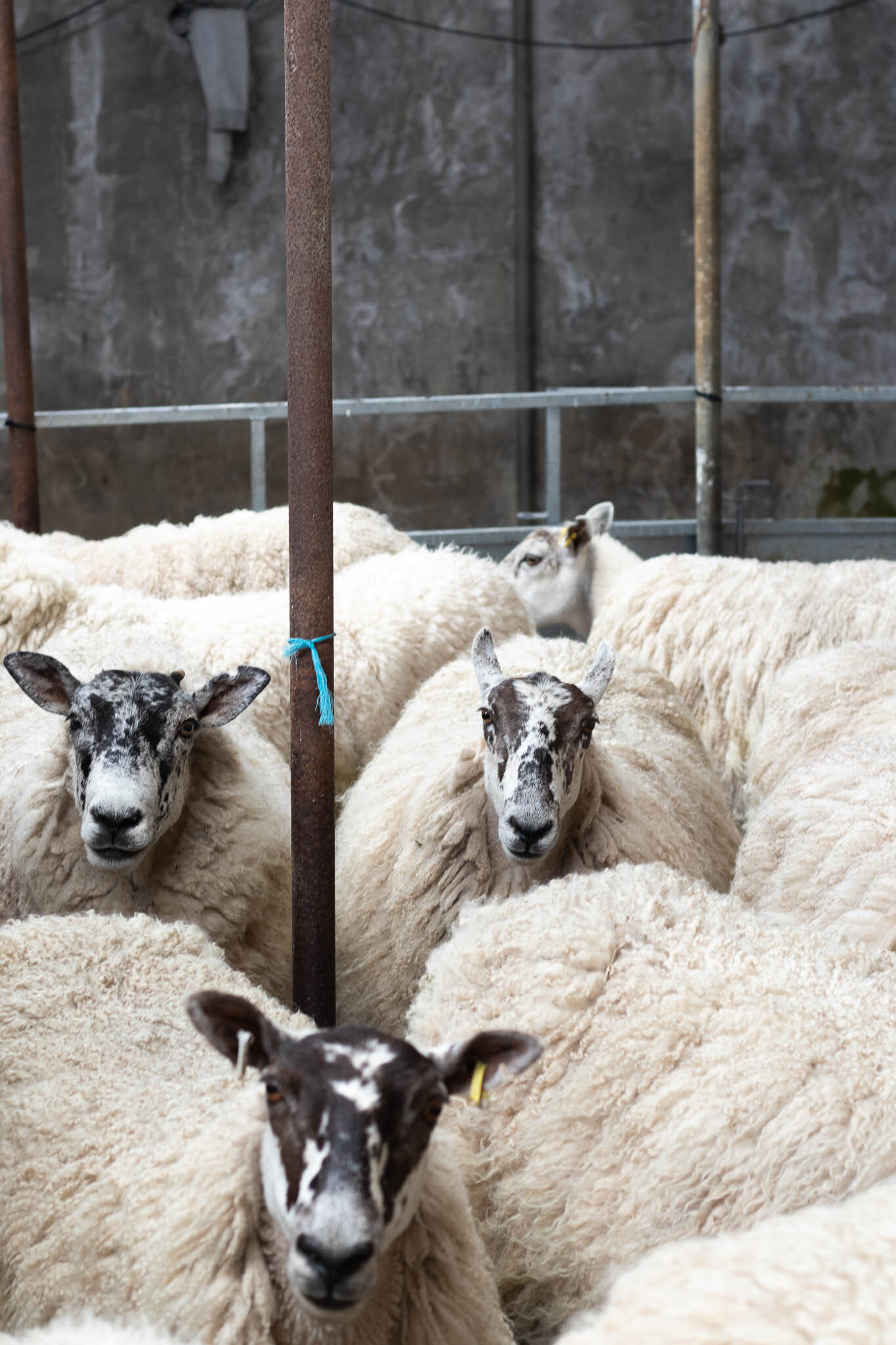 iona wool sheep breeds-mule 2.jpg