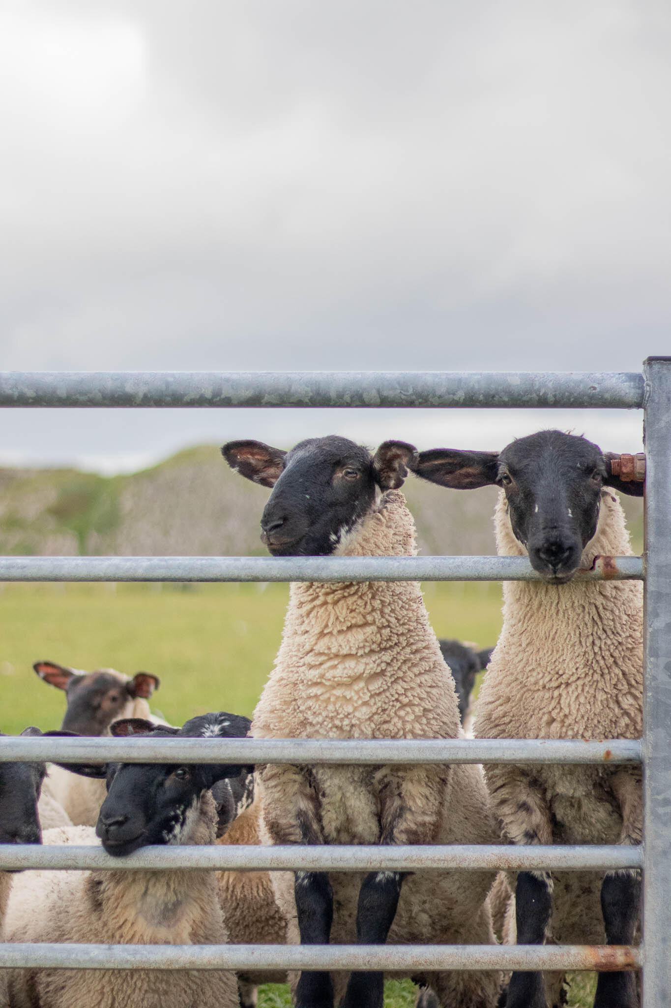 iona wool sheep breeds-17.jpg