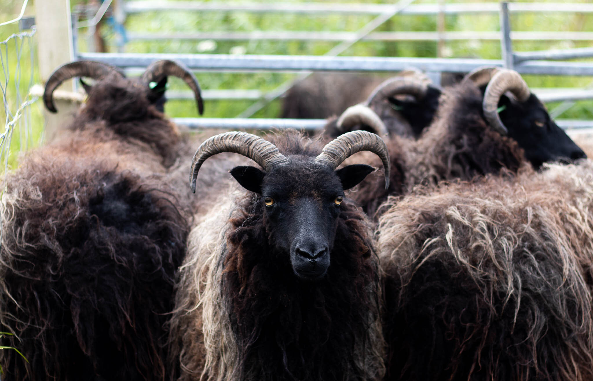 iona wool sheep breeds-hebridean 2.jpg