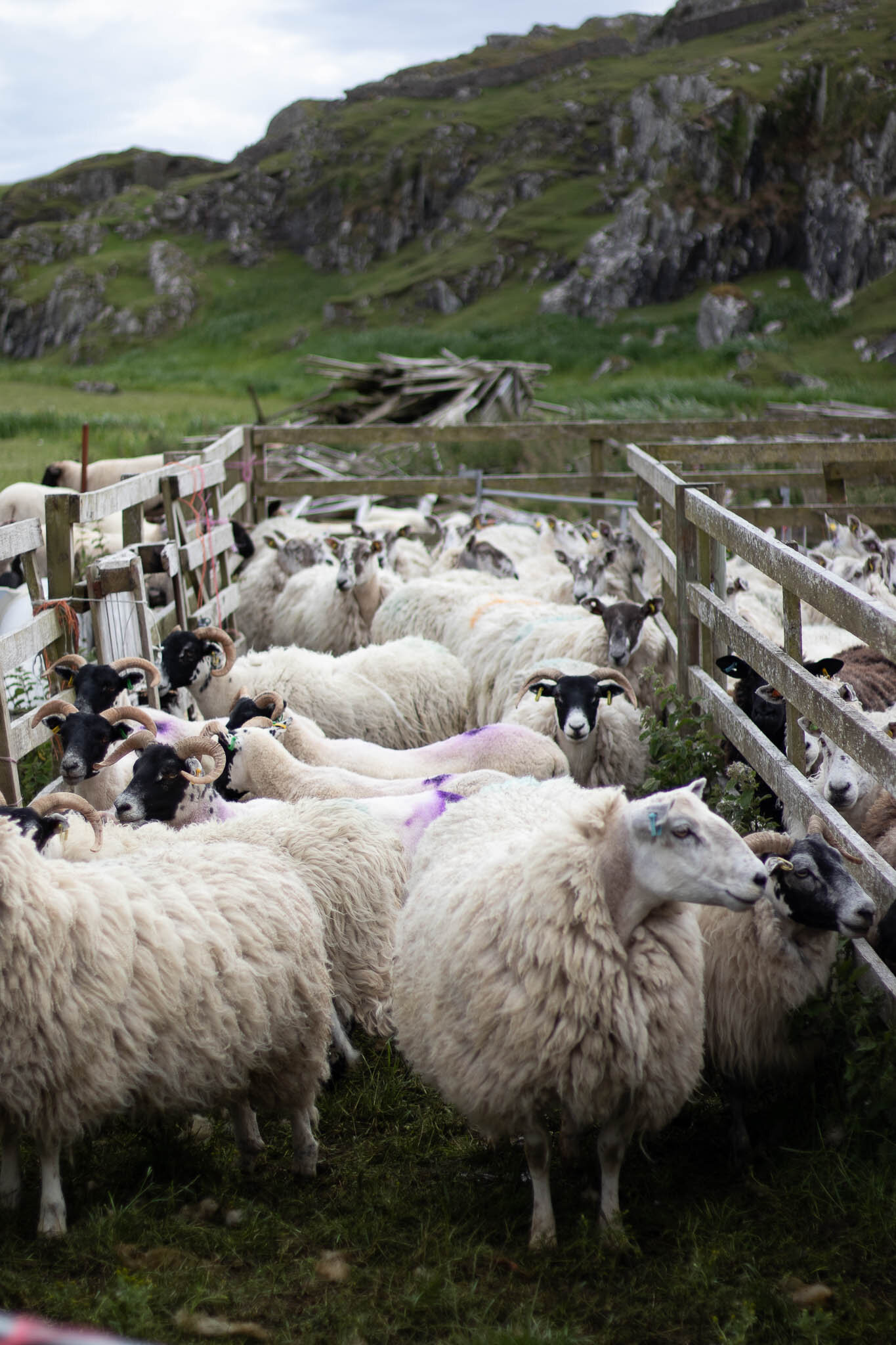 iona wool sheep breeds-mix.jpg