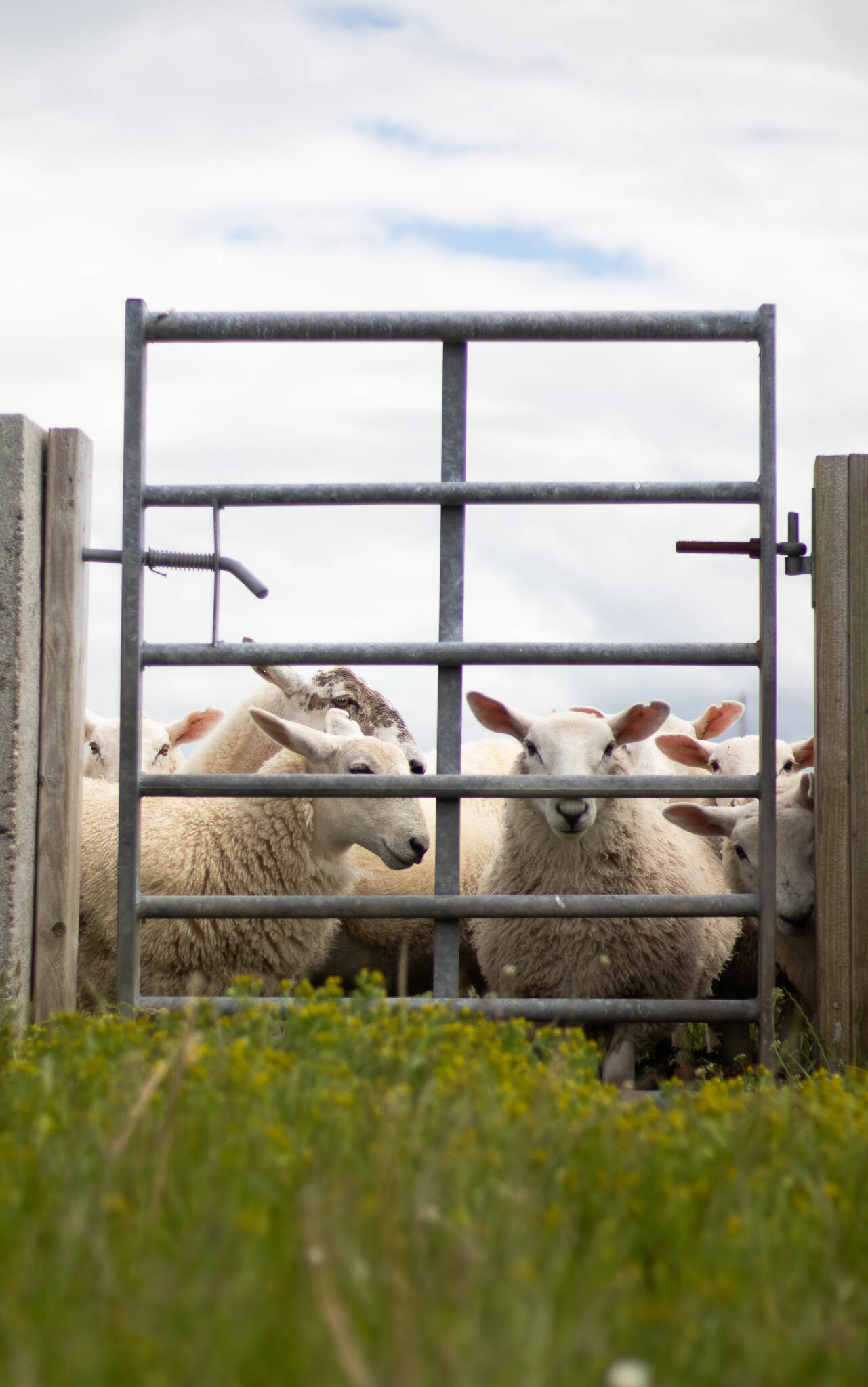 iona wool sheep breeds-lambs.jpg