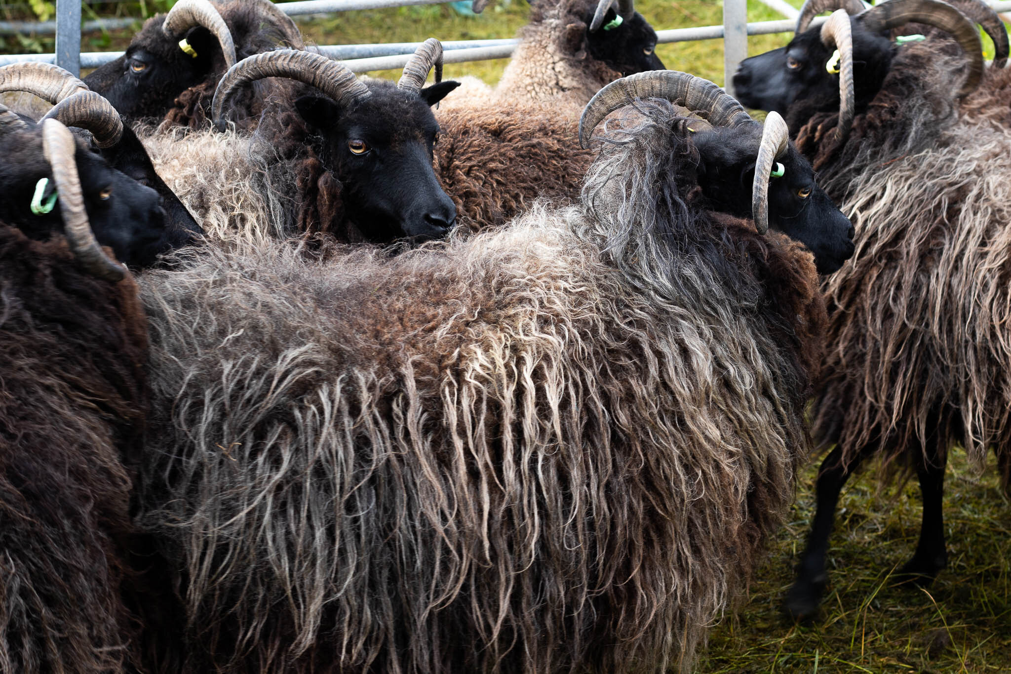 iona wool sheep breeds-hebridean.jpg