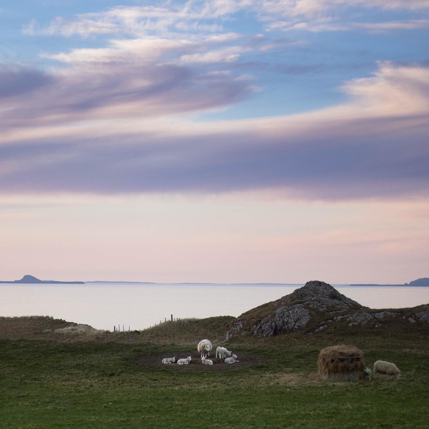 North end lambs under a painted sky last night. Points if you can name the islands in the background....