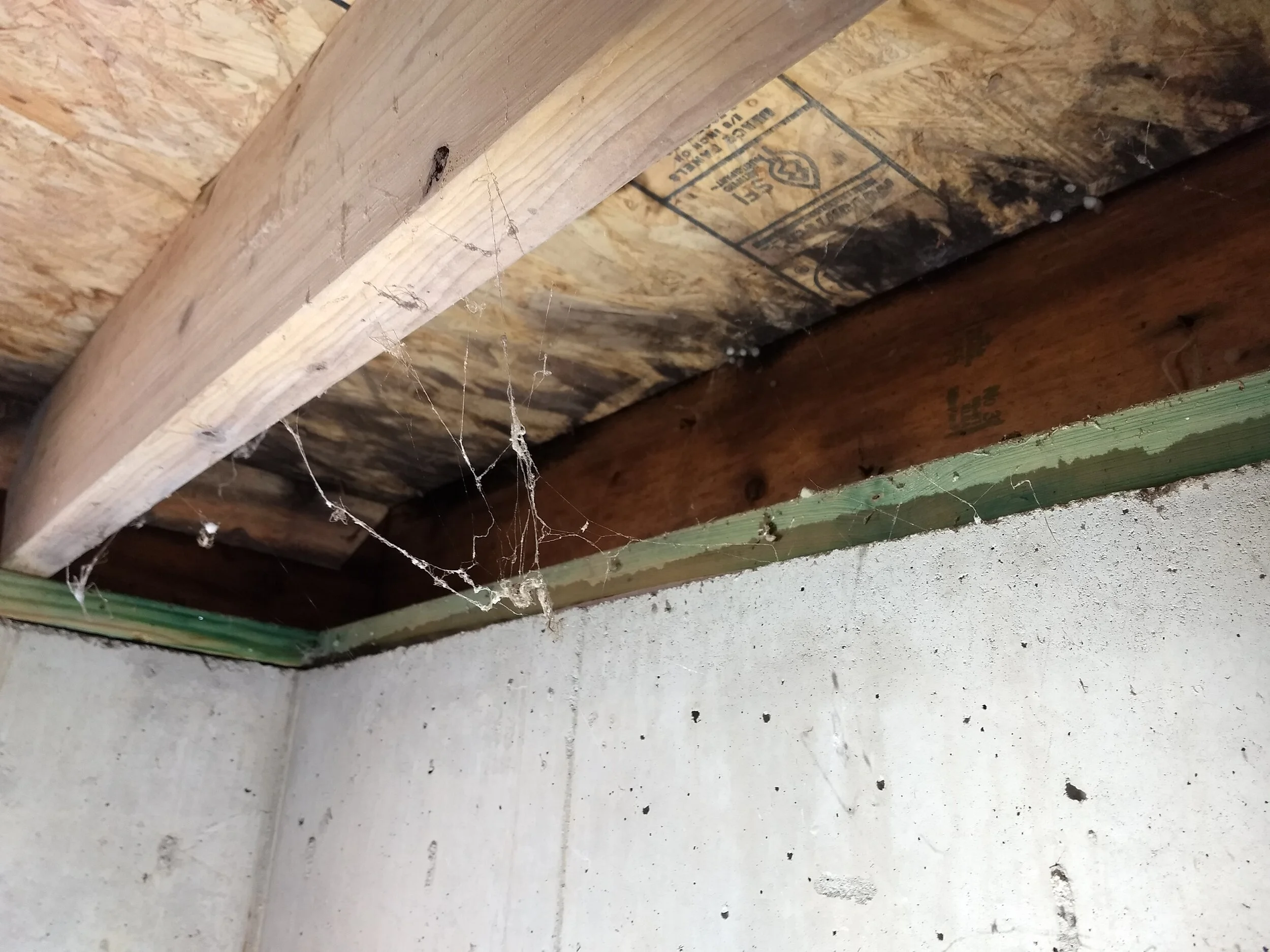 Myth Bleach Kills Mold