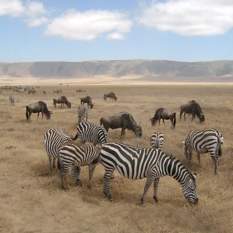 Zebras+and+wilderbeast+in+Ngorongoro+crater+.jpg
