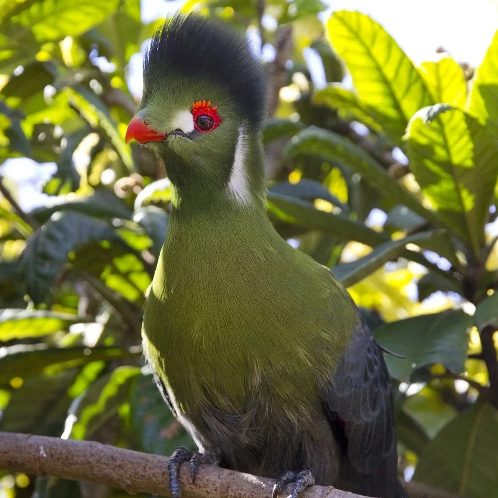 Turaco+parrot+.jpg