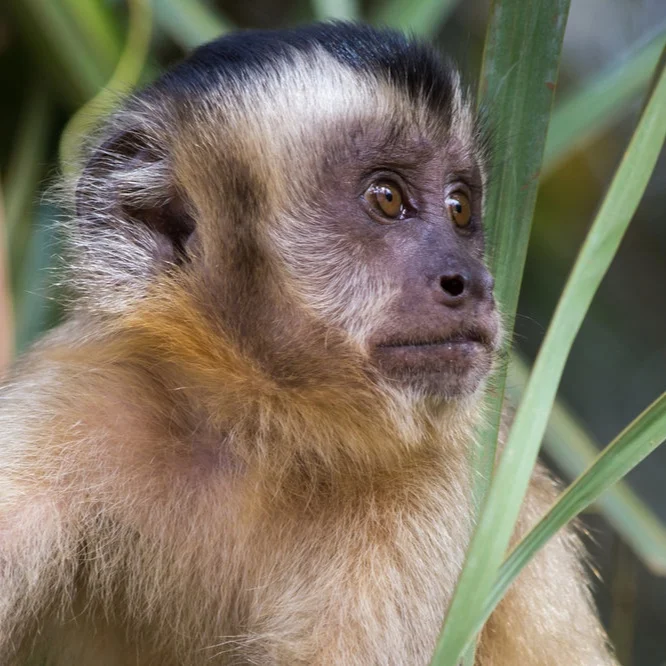 Monkeys+.jpg