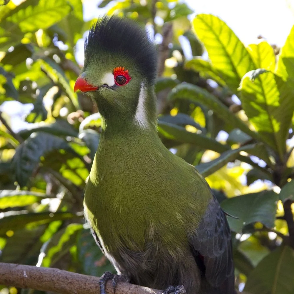 Turaco+parrot+.jpg