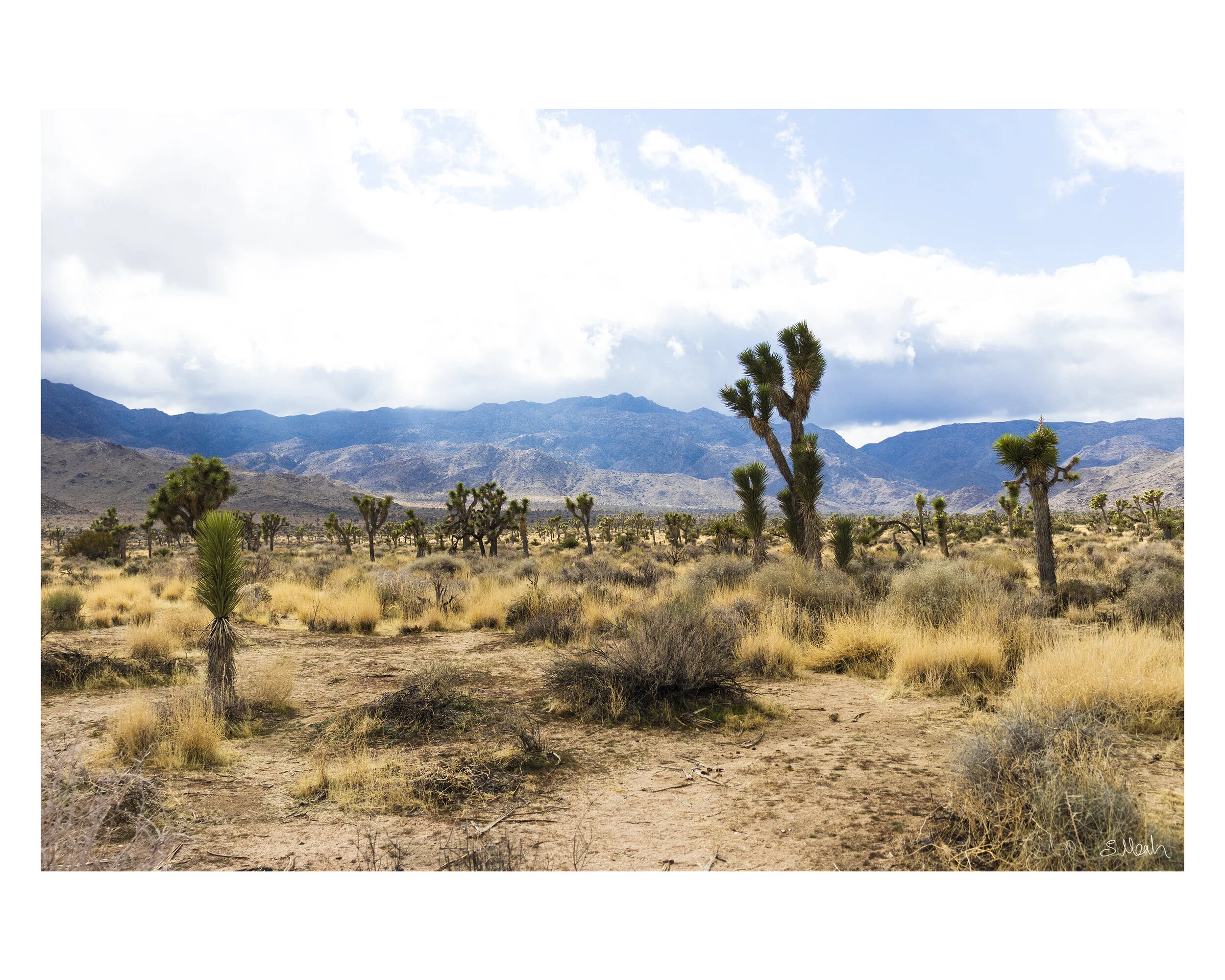 JoshuaTreeLandscape8x10bySamiaMeah.jpg