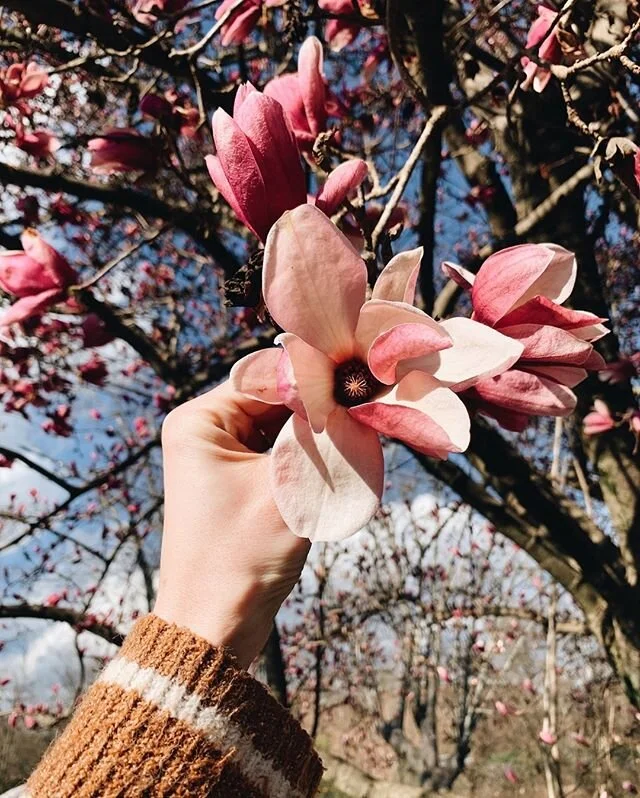 Spring blessed us early in my little corner of East Tennessee. 🌸

No leaves on this tree, just hundreds of rich fuchsia buds opening big soft petals to the few minutes of sun we get without warning. 
Softness as a theme is rippling through my communities. I’ve surrounded myself with an incredible network of ambitious women (and a few fellas 😉) and yet, we are collectively channeling our powers of organization, planning, and time management for our rest and rejuvenation. 
These are moments, not whole days devoted to extravagant self-treatment. This is stepping away during the day for five minutes of quiet chill. This is standing by the stove to make a third cup of tea. This is waking up 15 minutes early so I have time for my new habit of “idea generation.” Are you experiencing something similar? Do you want to?

You know I love talking in the comments. ✨