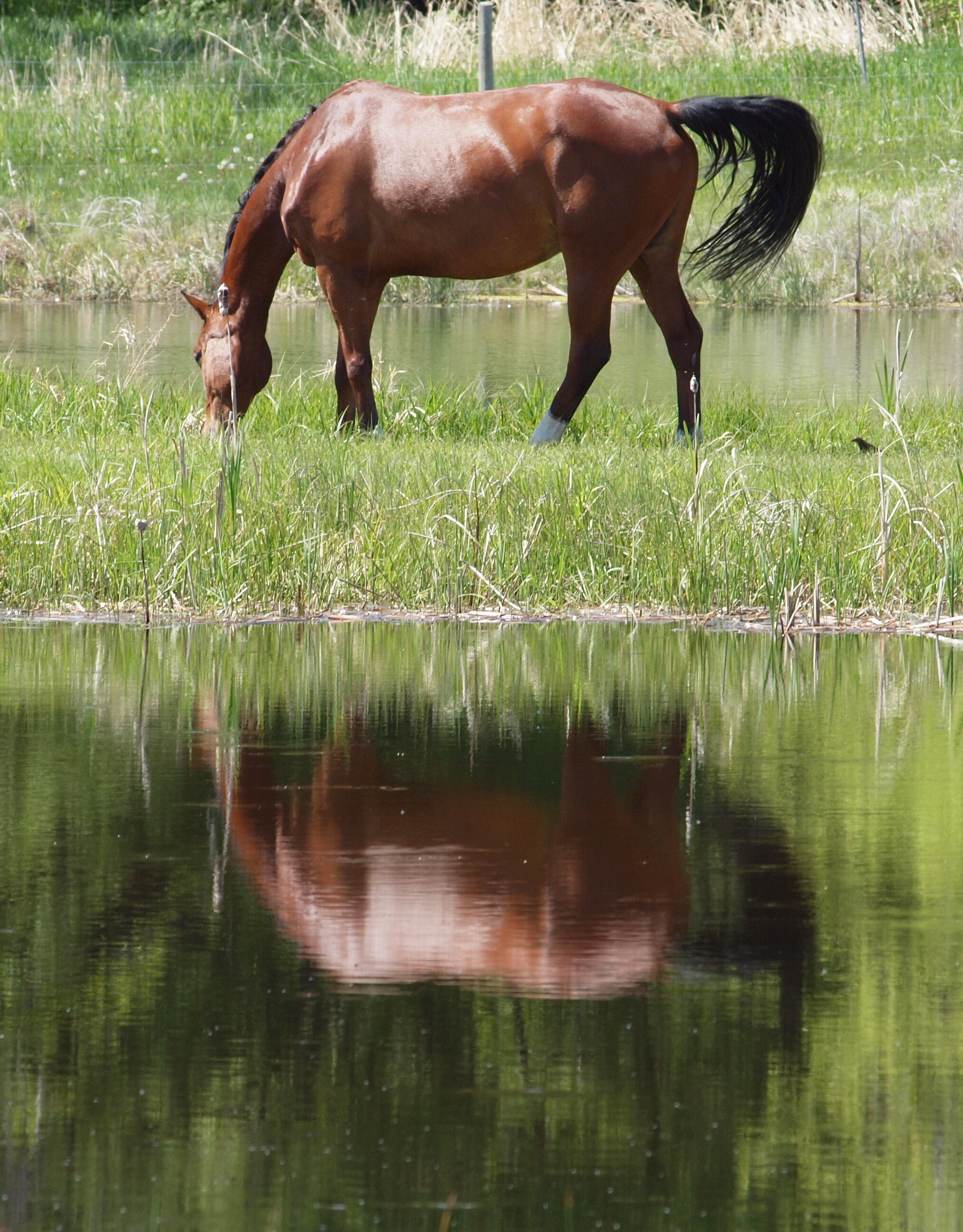 Horses by the Pond 002.jpg
