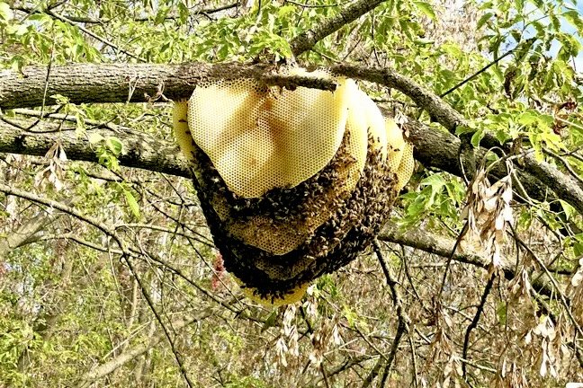 #NATURECODE Bush Beehive - Australia