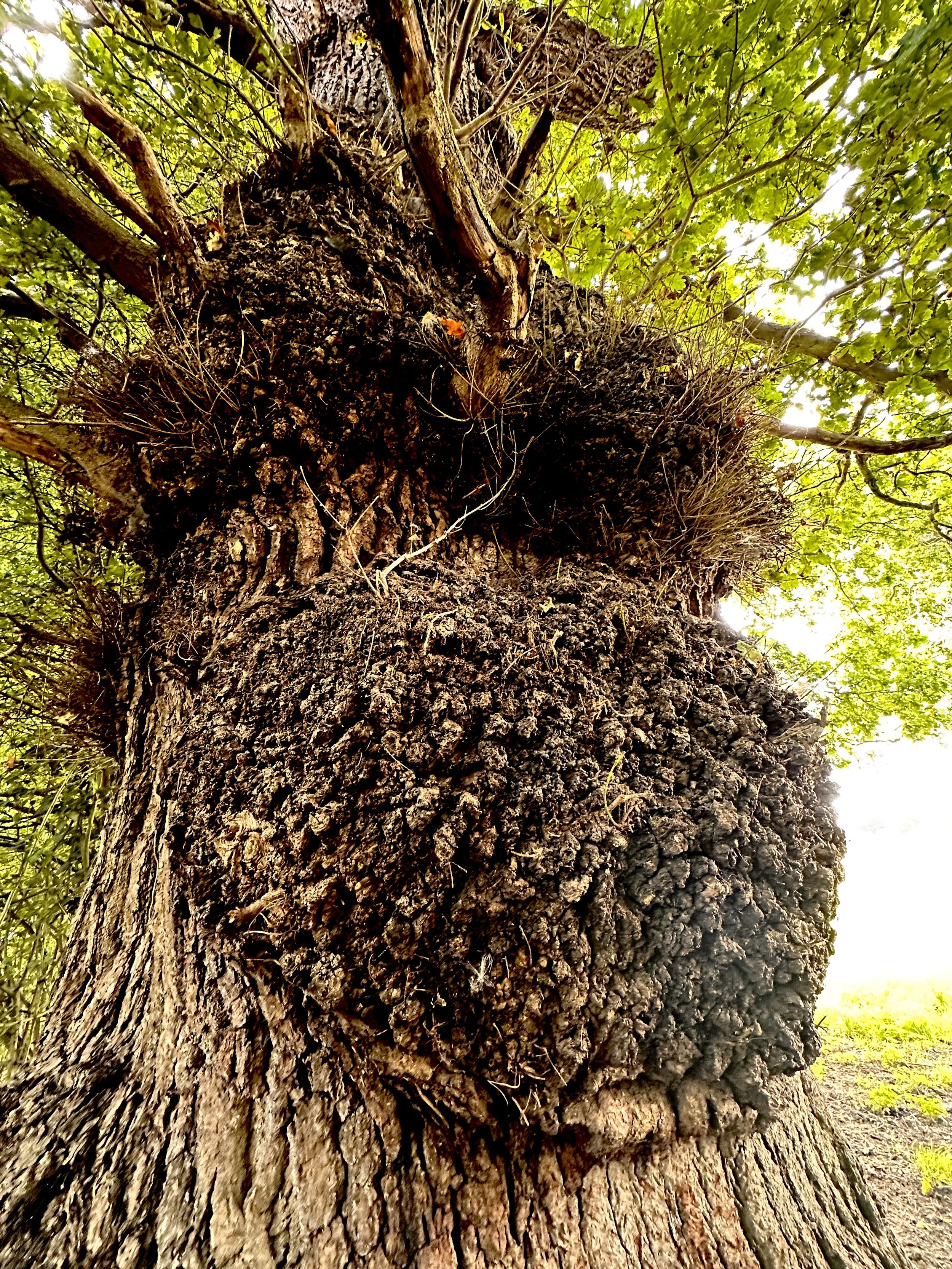#NATURECODE Oak tree - London 
