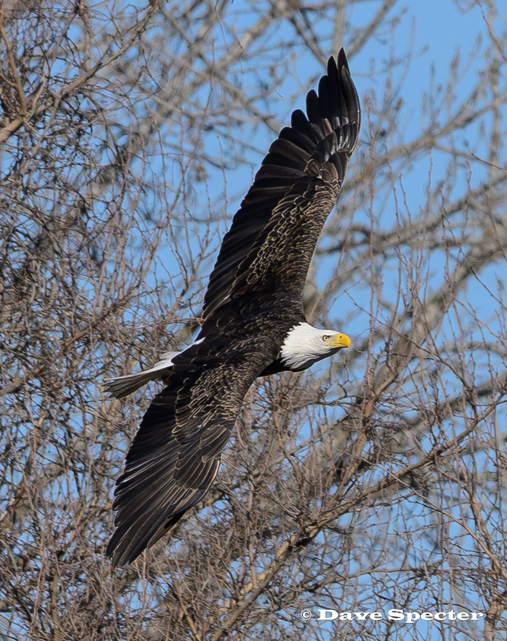 Bald Eagle Beauty in flight