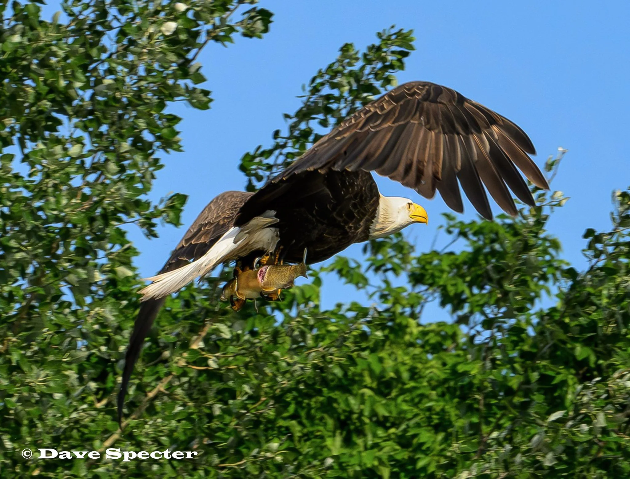 Bald Eagle with Carp