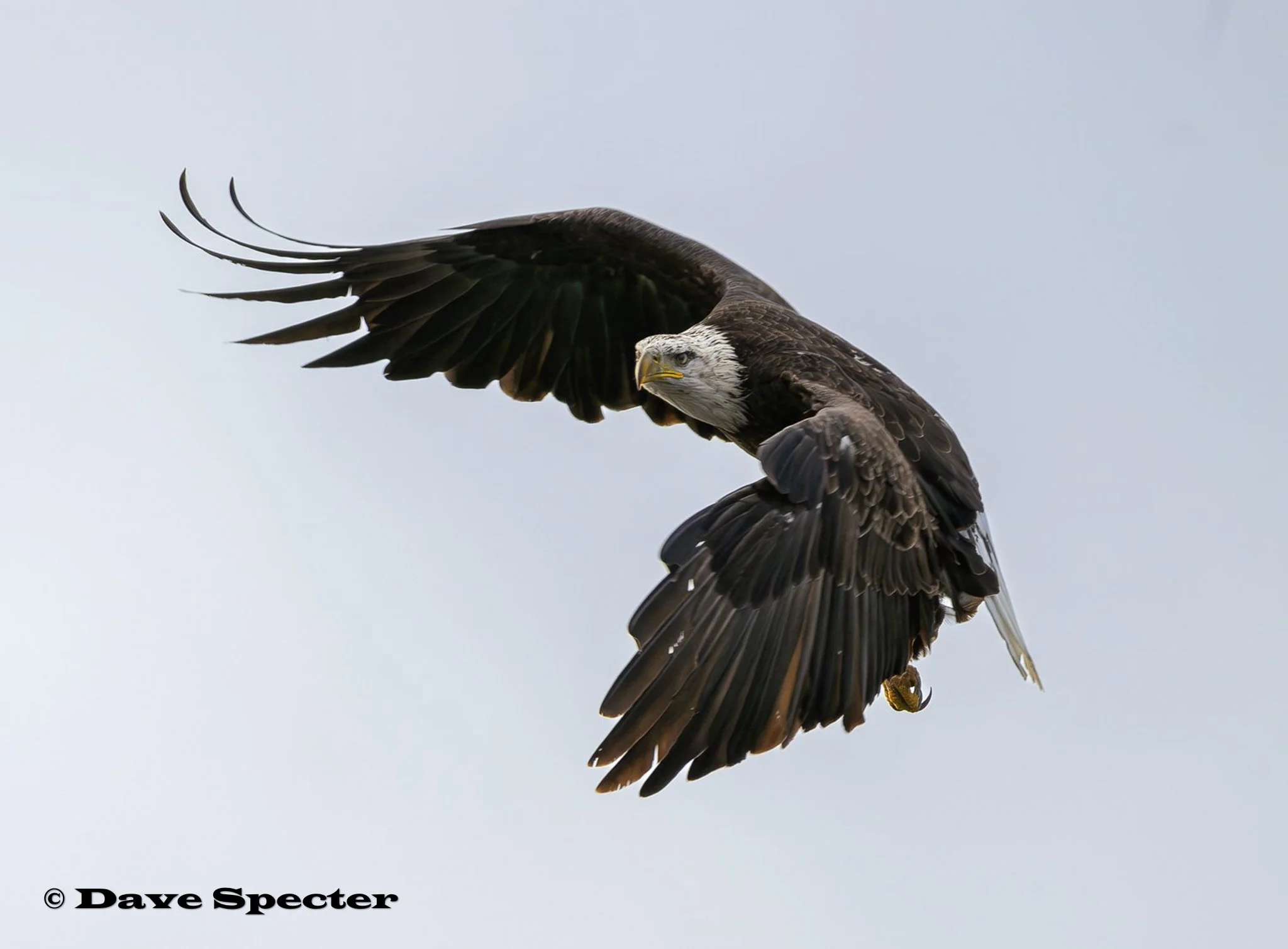 Blag Eagle Flight Curl