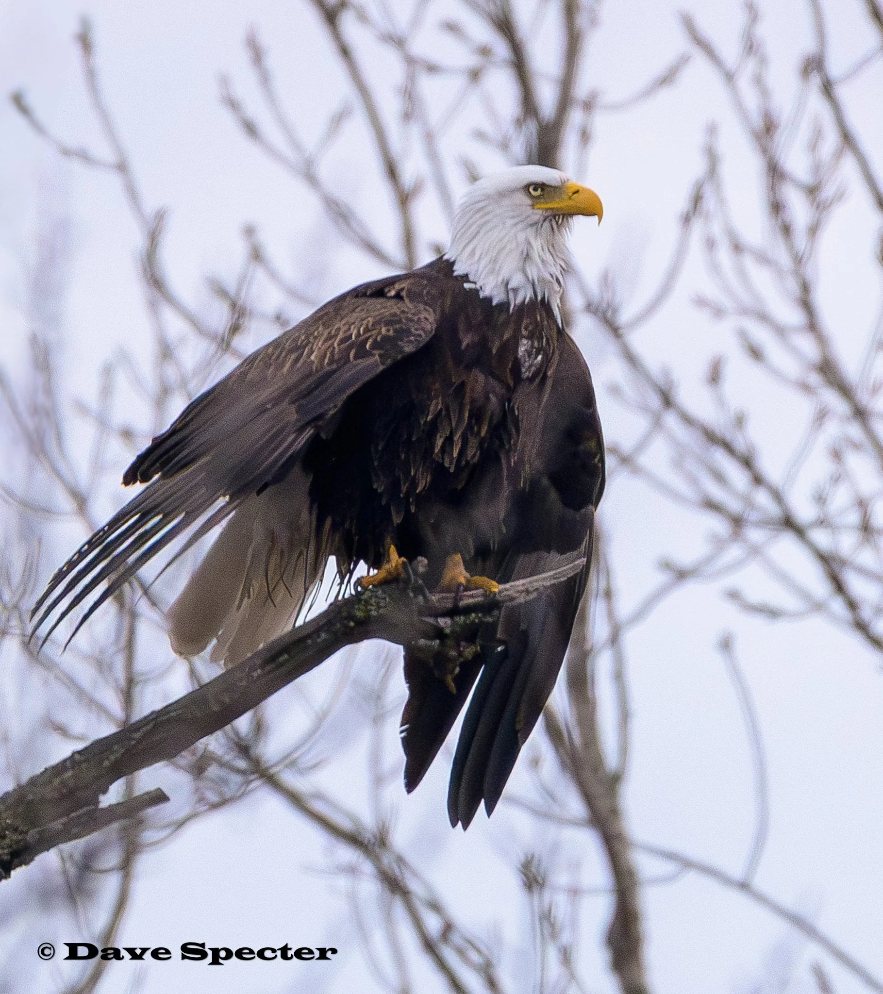 Bald Eagle Branch Profile