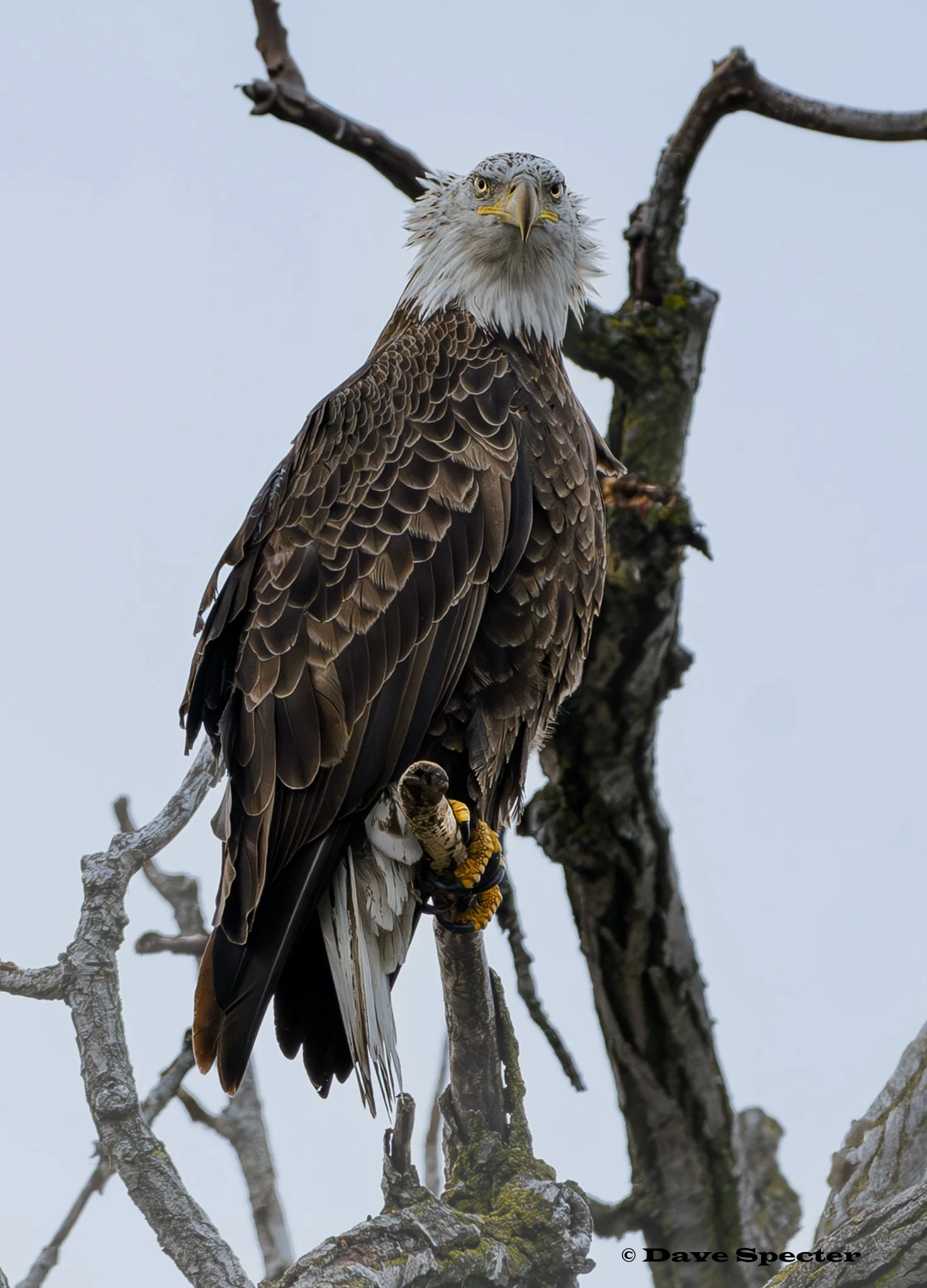 Bald Eagle Chicago River