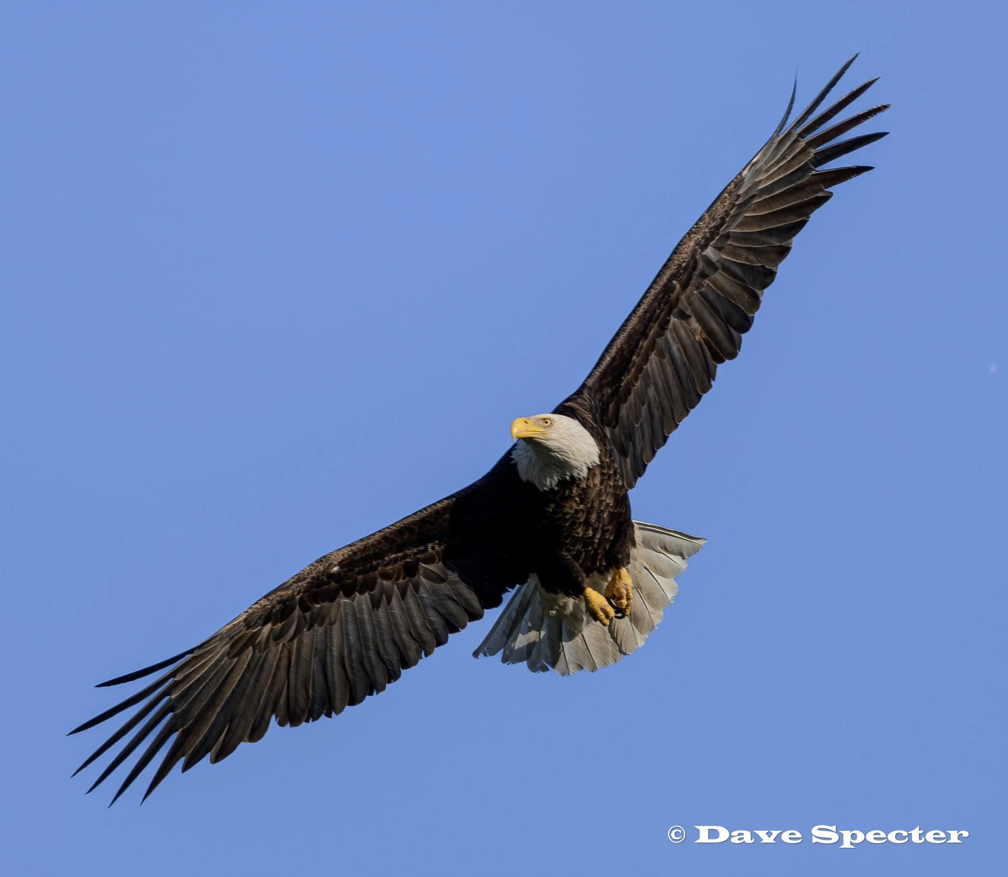 Bald eagle soaring