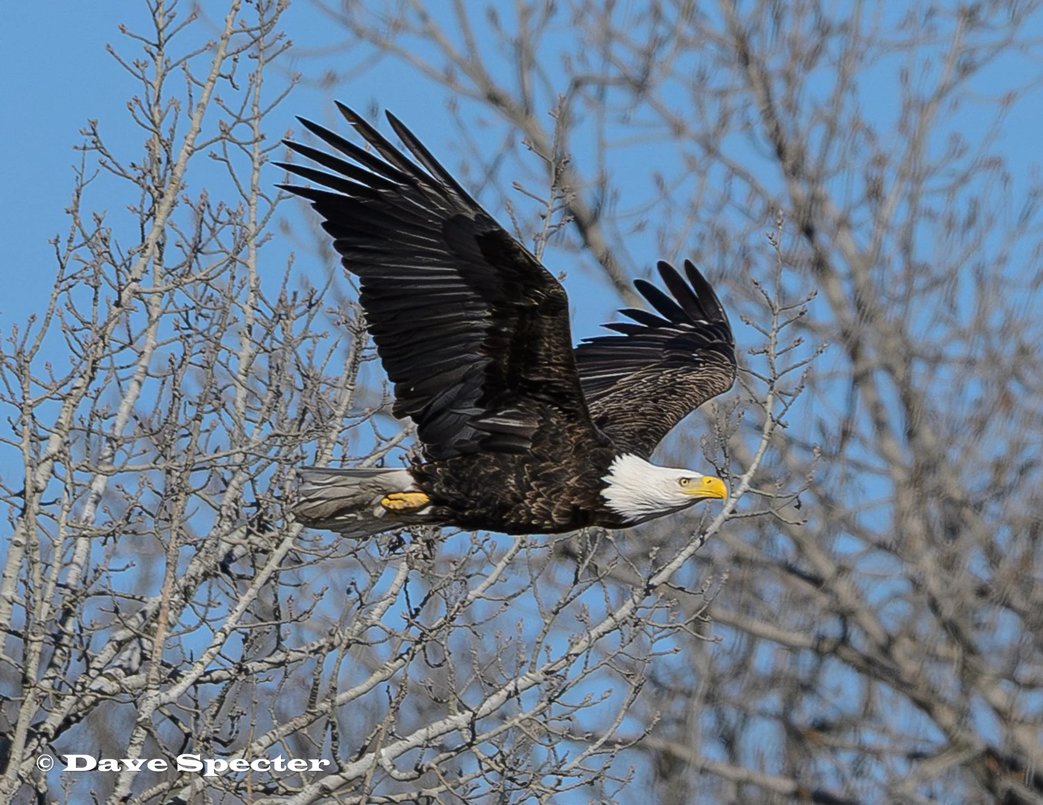 Bald Eagle flying home