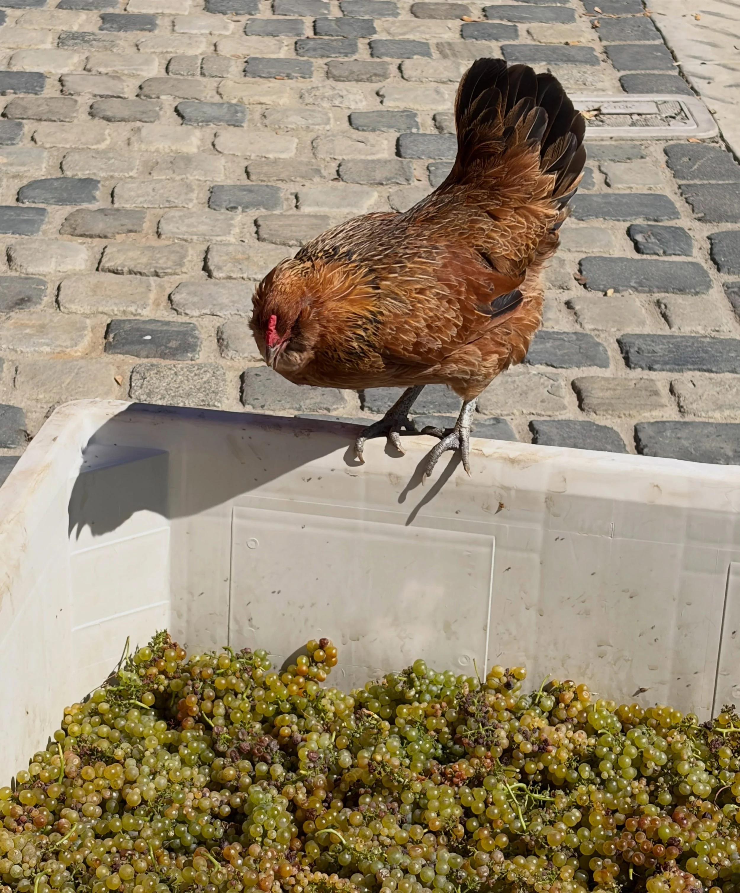 Jackie - our harvest intern - approves the 2026 Estate Viognier🐓