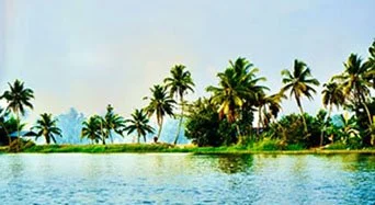 South India Palms