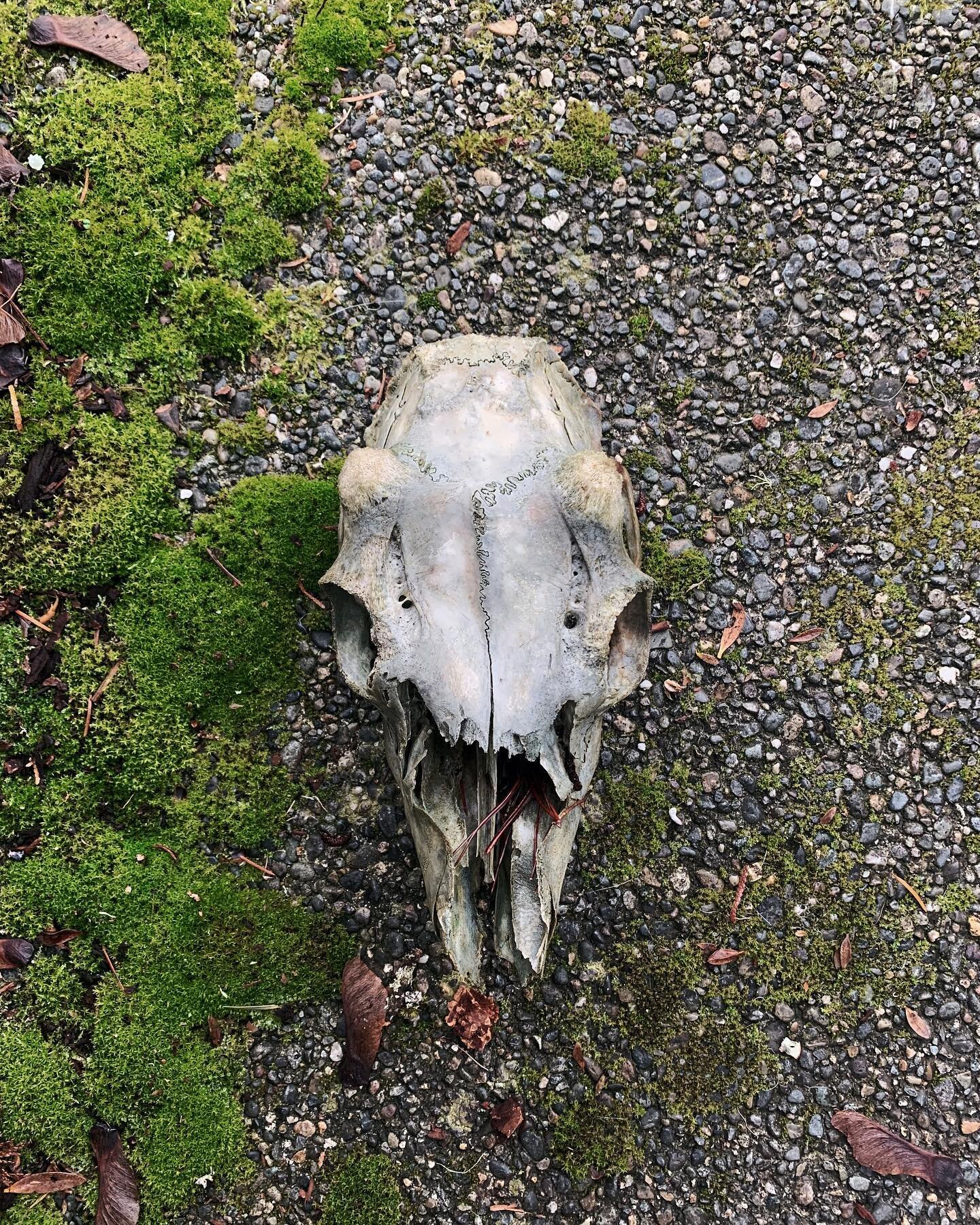 Sometimes we stumble on cool nature finds ✨

#shelton #pnw #skullfind #naturehunt