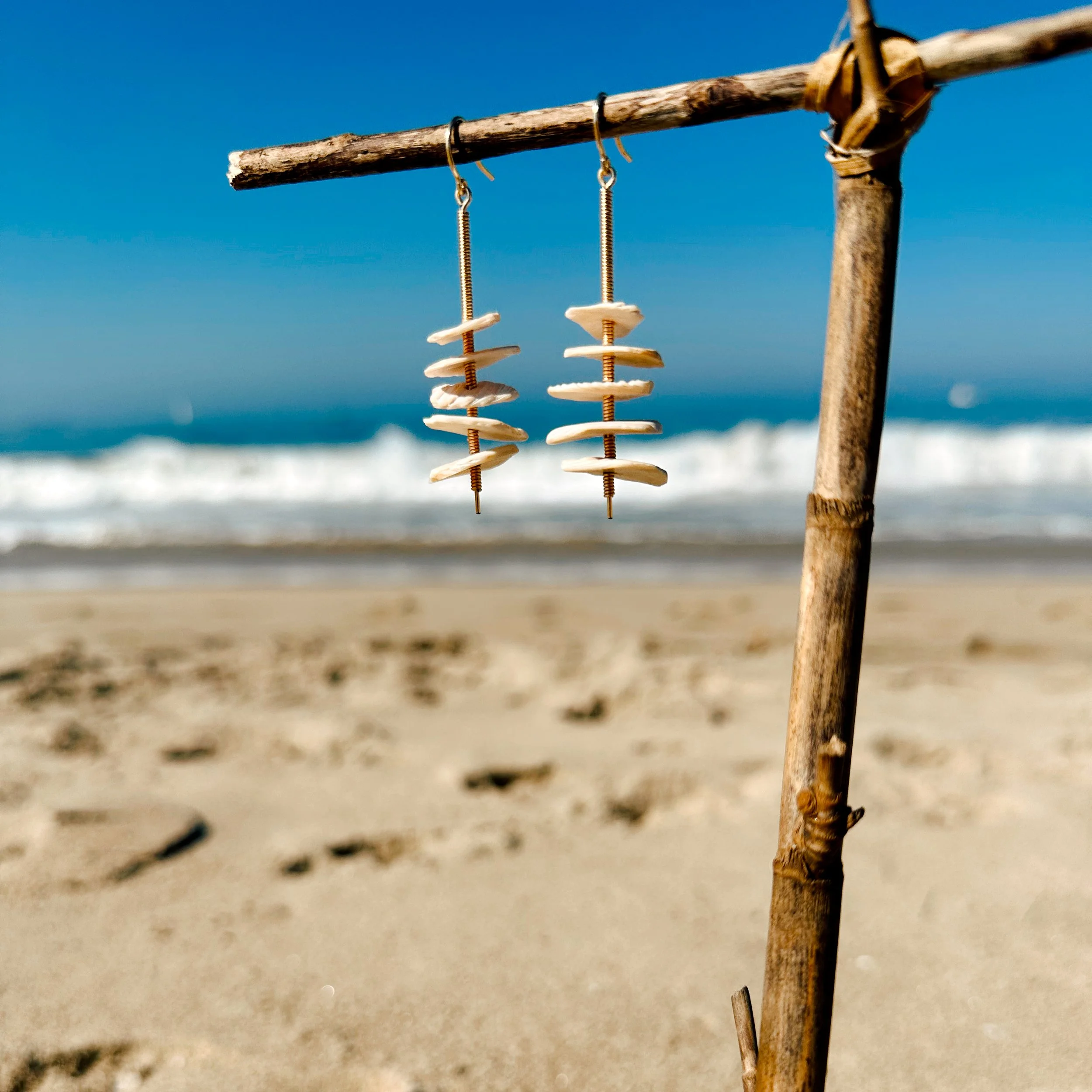 sandbridge shells beach.JPG