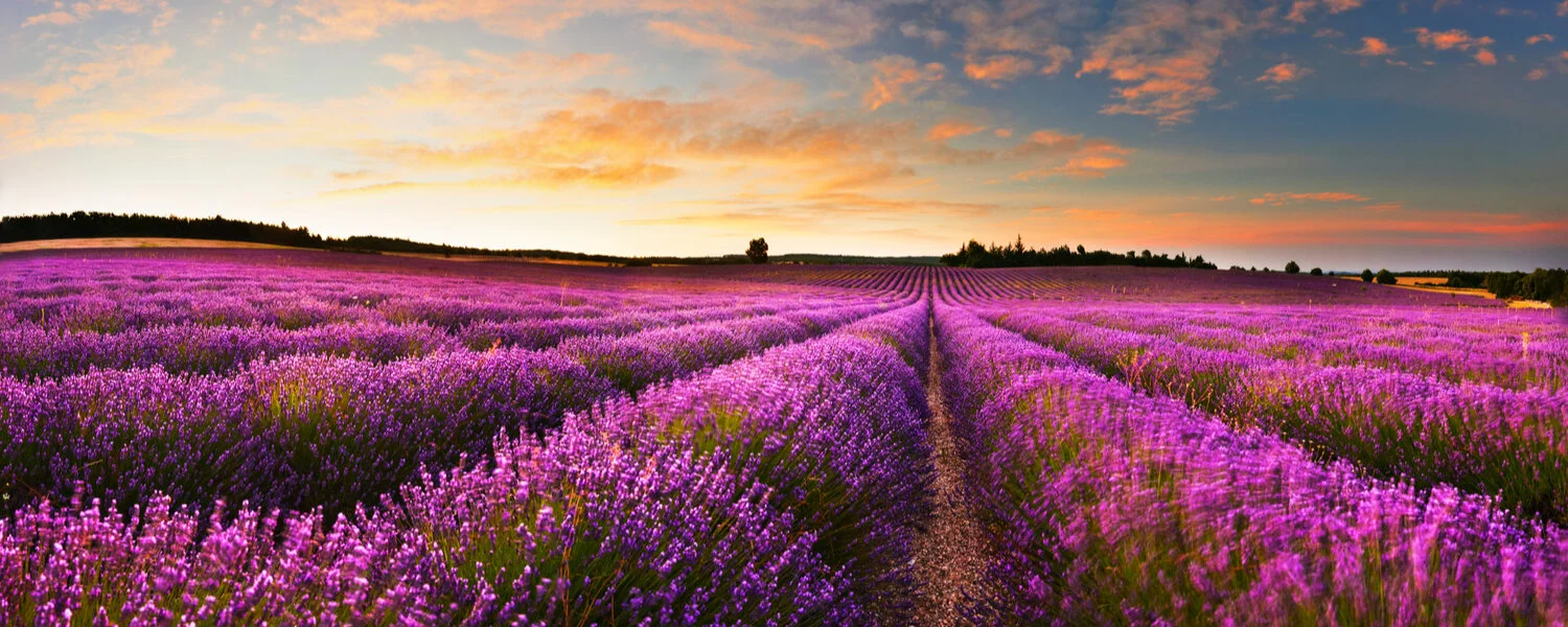lavanda.jpg