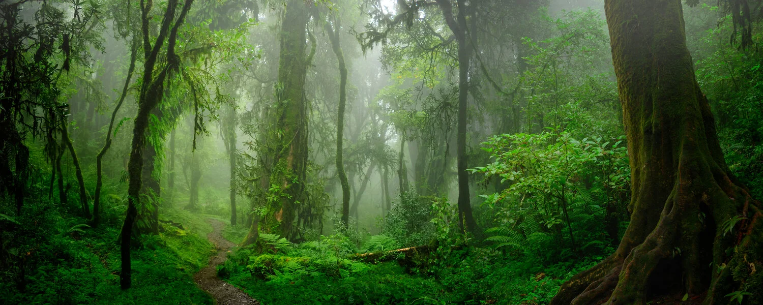 bosque.jpg