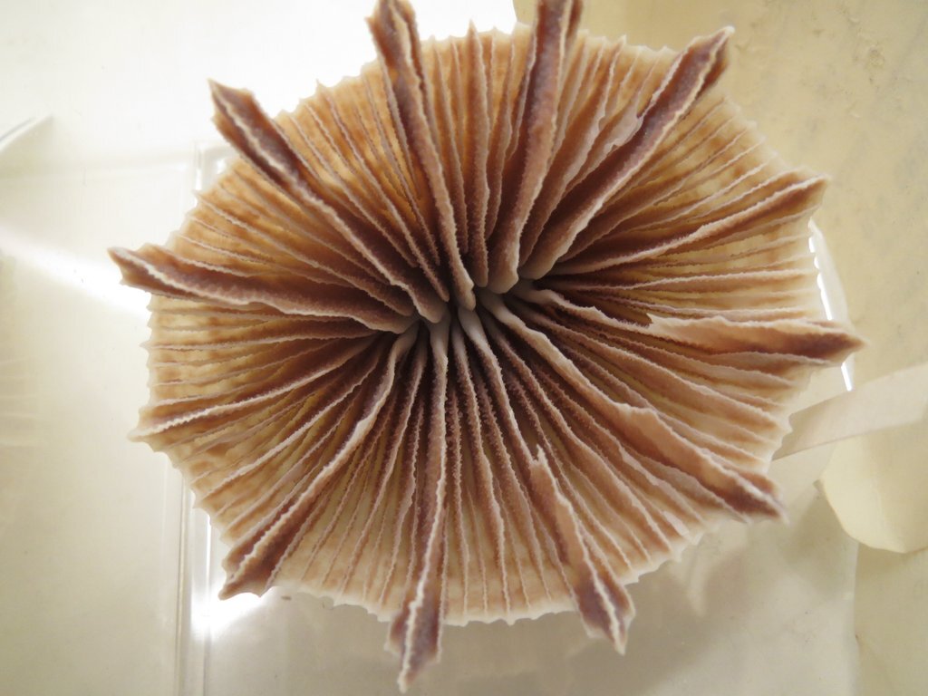 Phylogenetics and Taxonomy of Deep-sea Corals