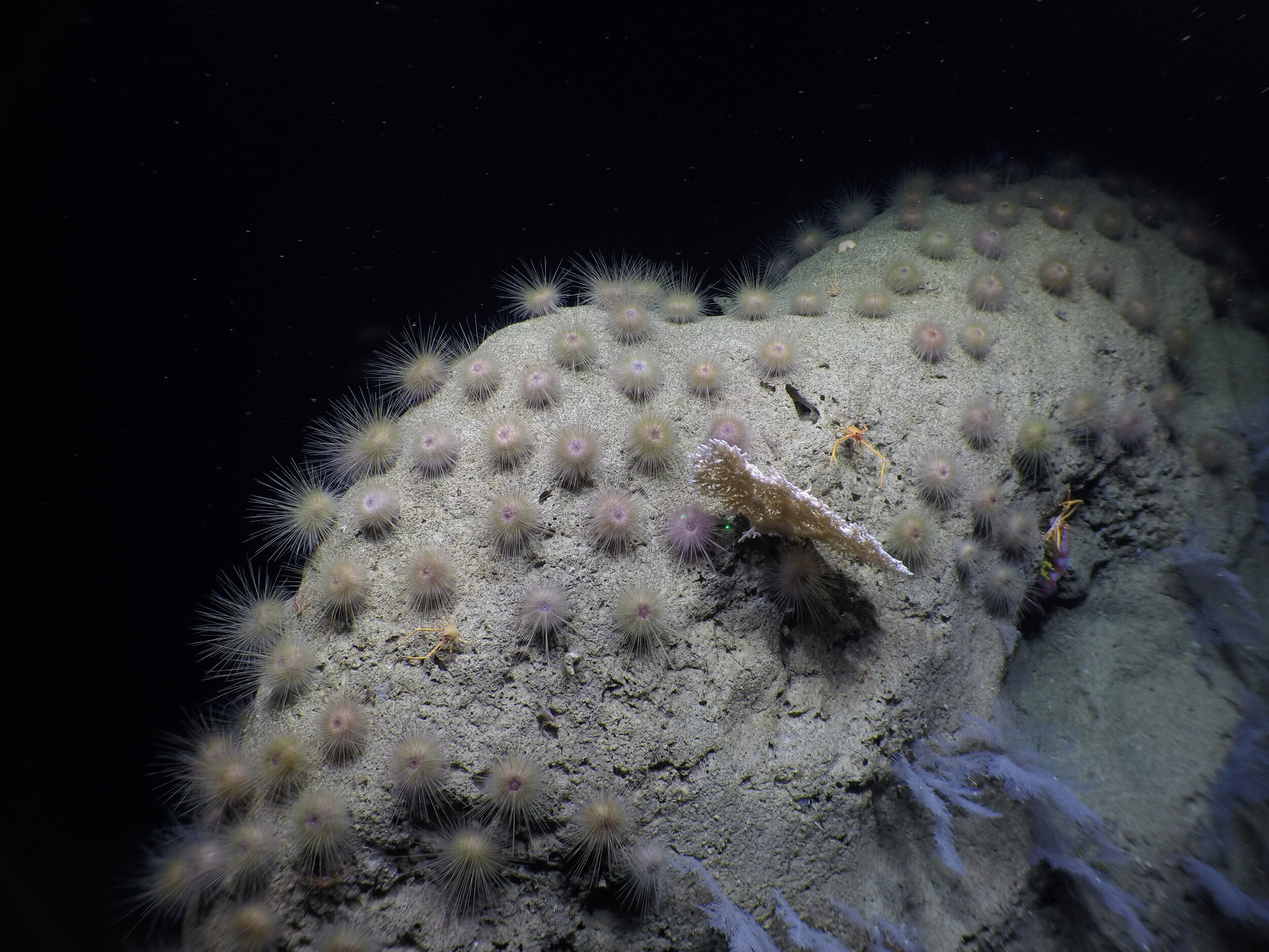 Deep-sea Benthic Ecology