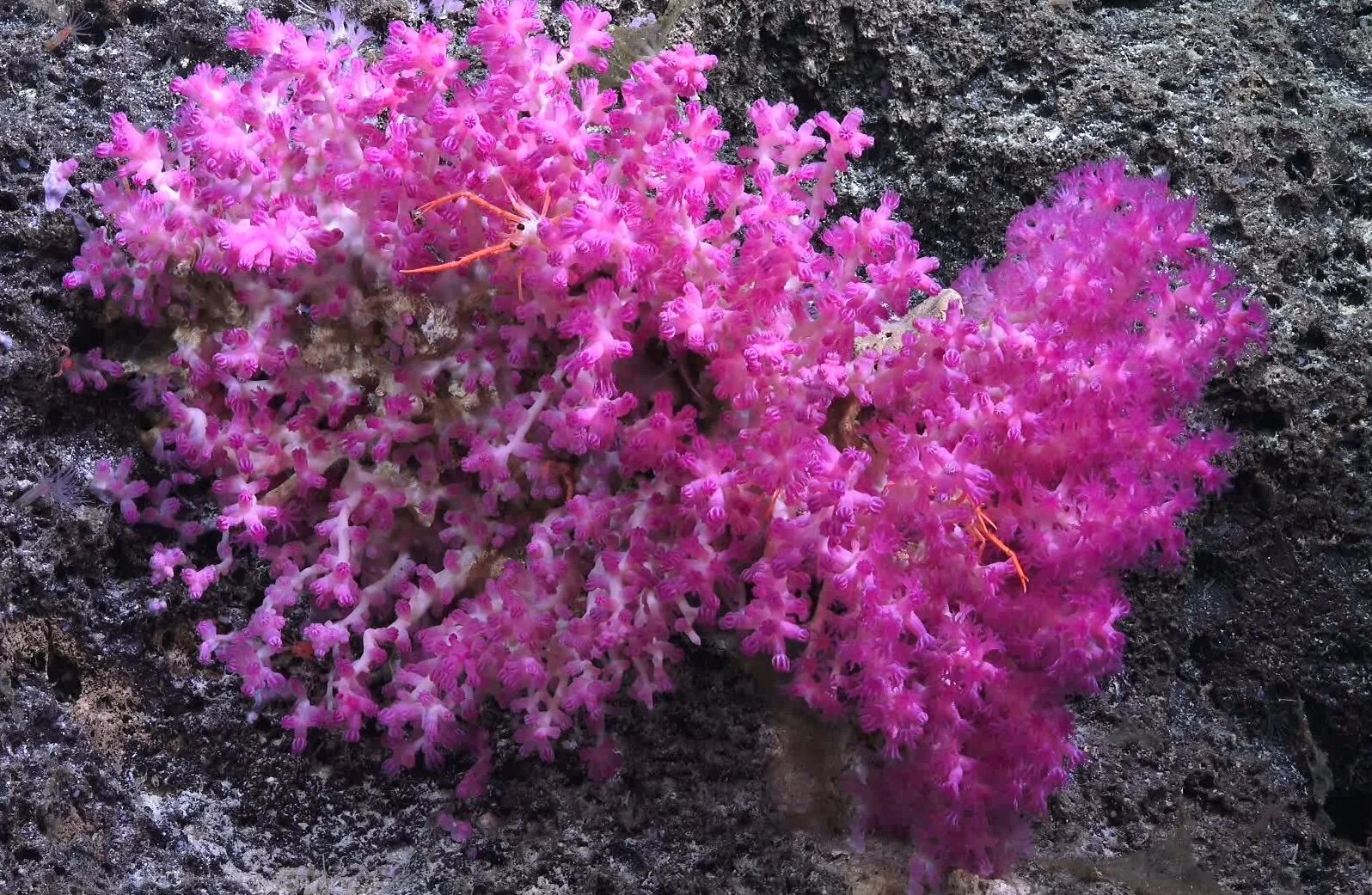 New research: Oceanographic Drivers of Deep-Sea Coral Species Distribution and Community Assembly on Seamounts, Islands, Atolls, and Reefs Within the Phoenix Islands Protected Area