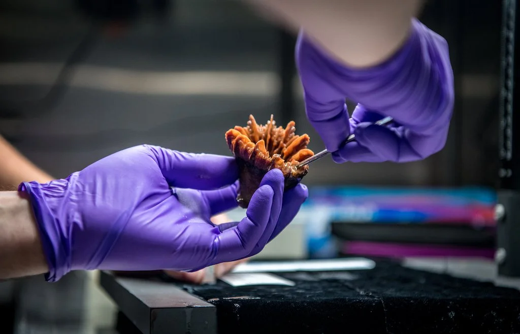 Delving the Collections at the Museum of Comparative Zoology