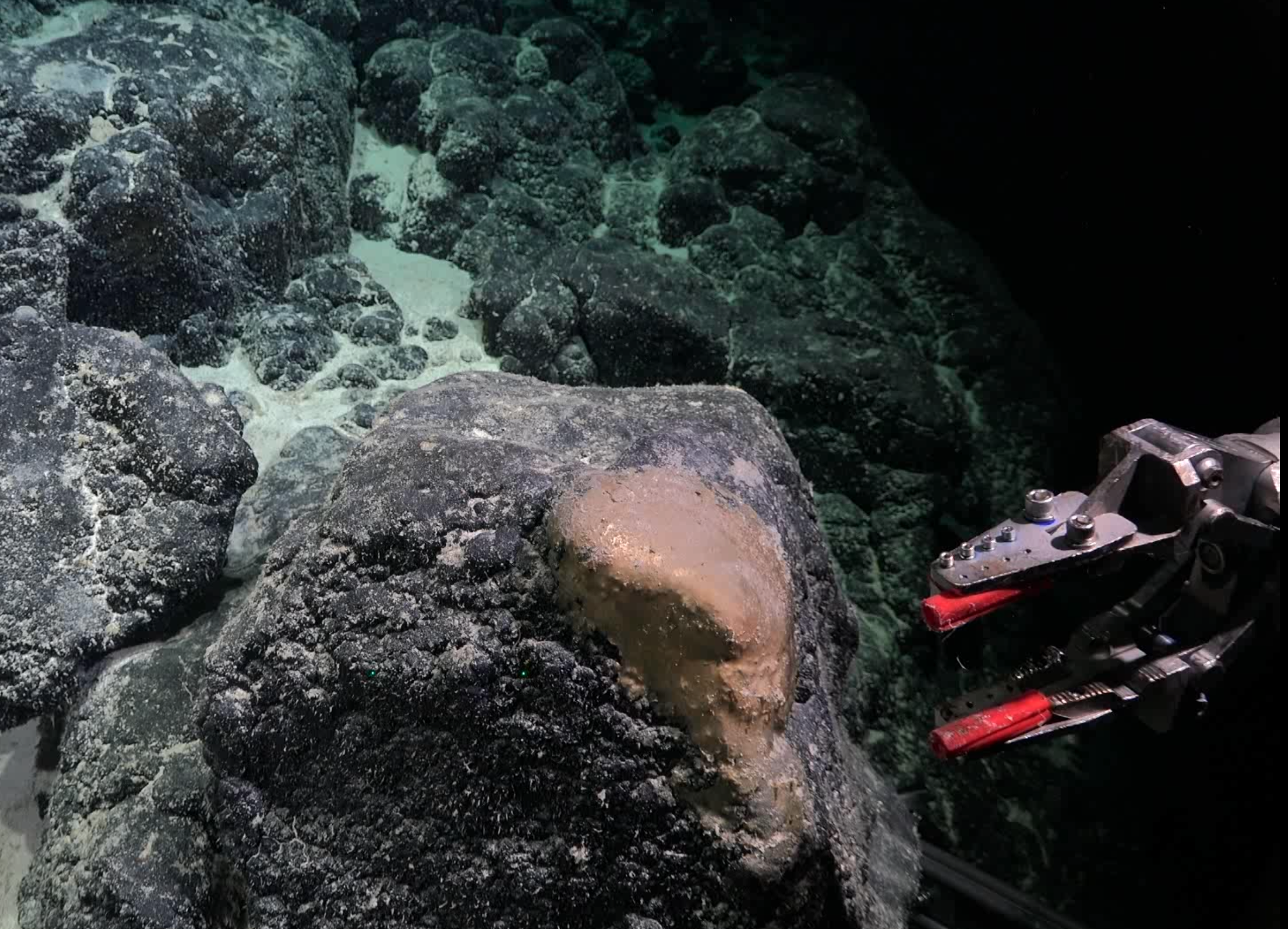 Mystery Solved: Gulf of Alaska's "Golden Orb" Identified as Relic of Deep-Sea Anemone