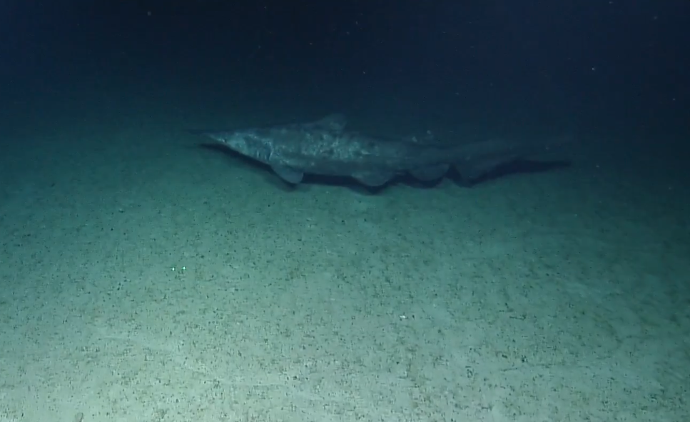 Shadows from the Abyss: First Live Observations of the Goblin Shark Mitsukurina owstoni in Its Natural Habitat
