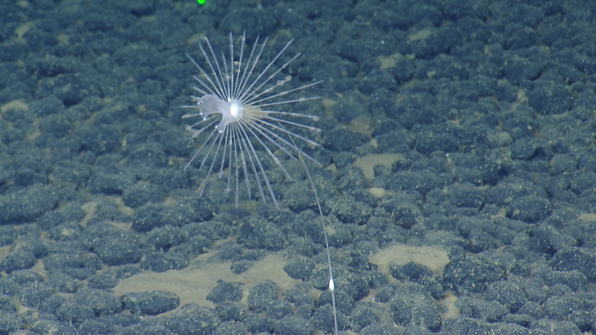 Exploring the Abyss with E/V Nautilus (NA181): Wake Island and the Pacific Islands Heritage Marine National Monument