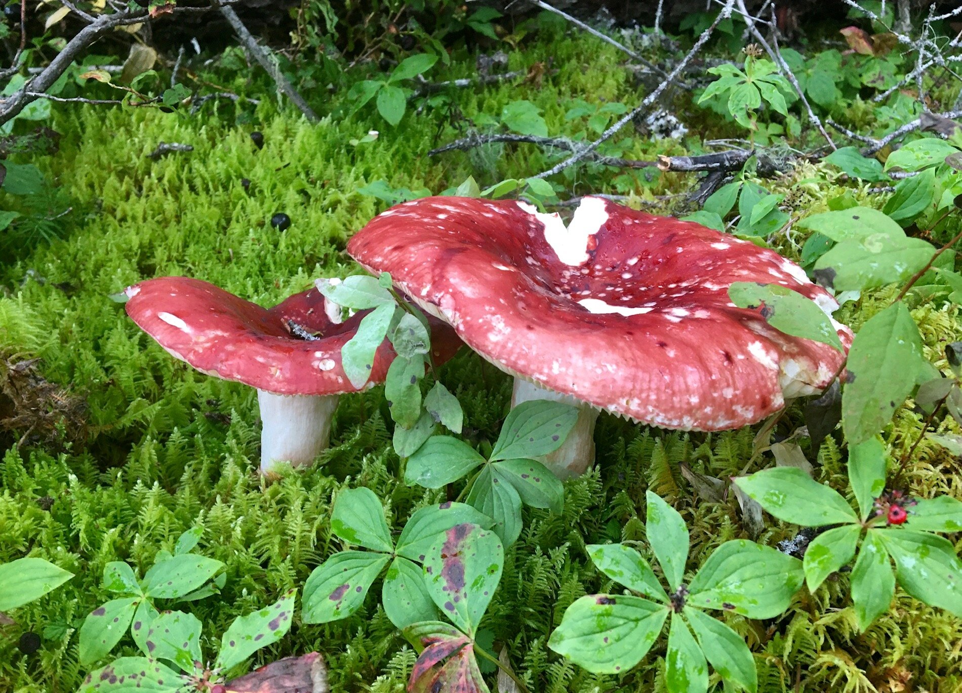image11.jpeg